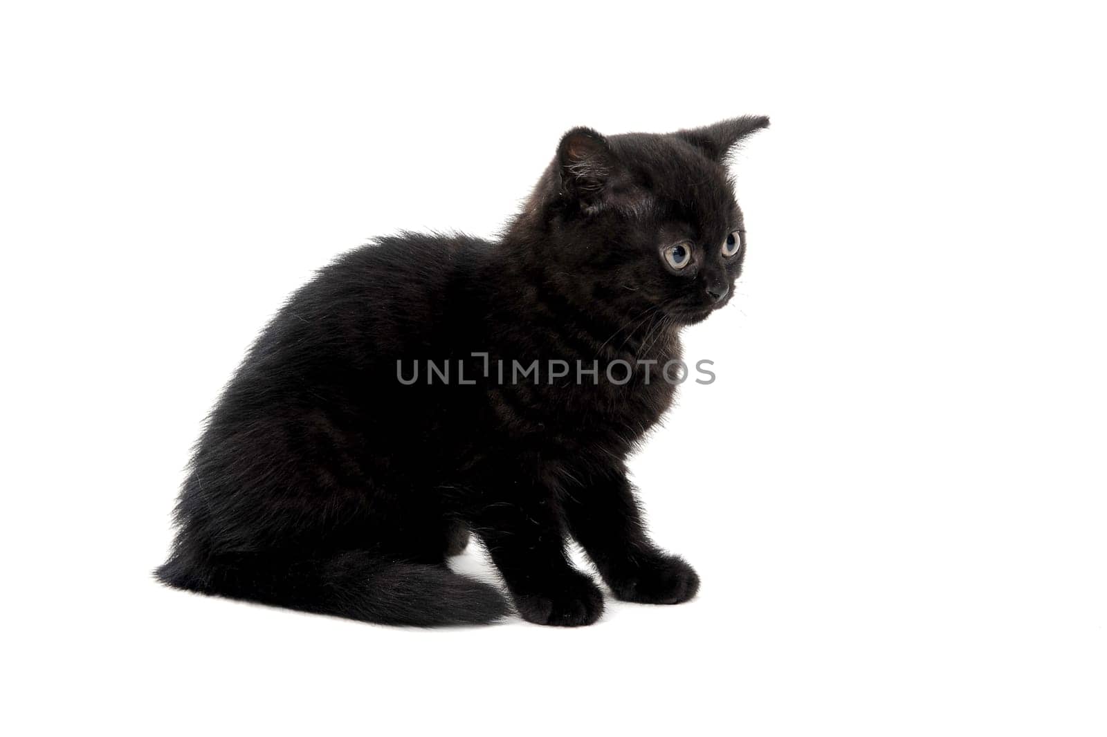 a black purebred kitten sitting on a white isolated background. High quality photo