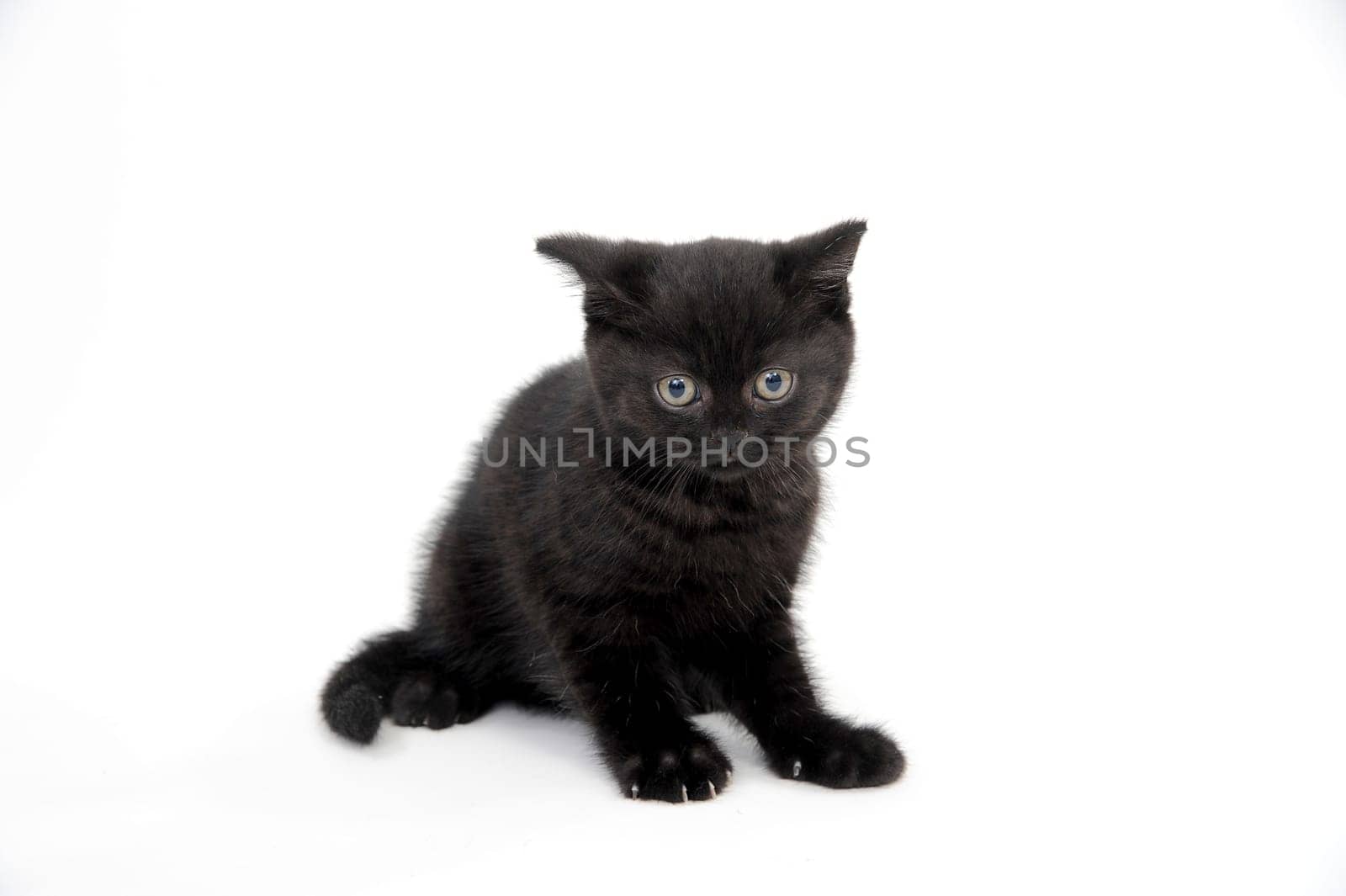black parody kitten sitting on white isolated photo. High quality photo