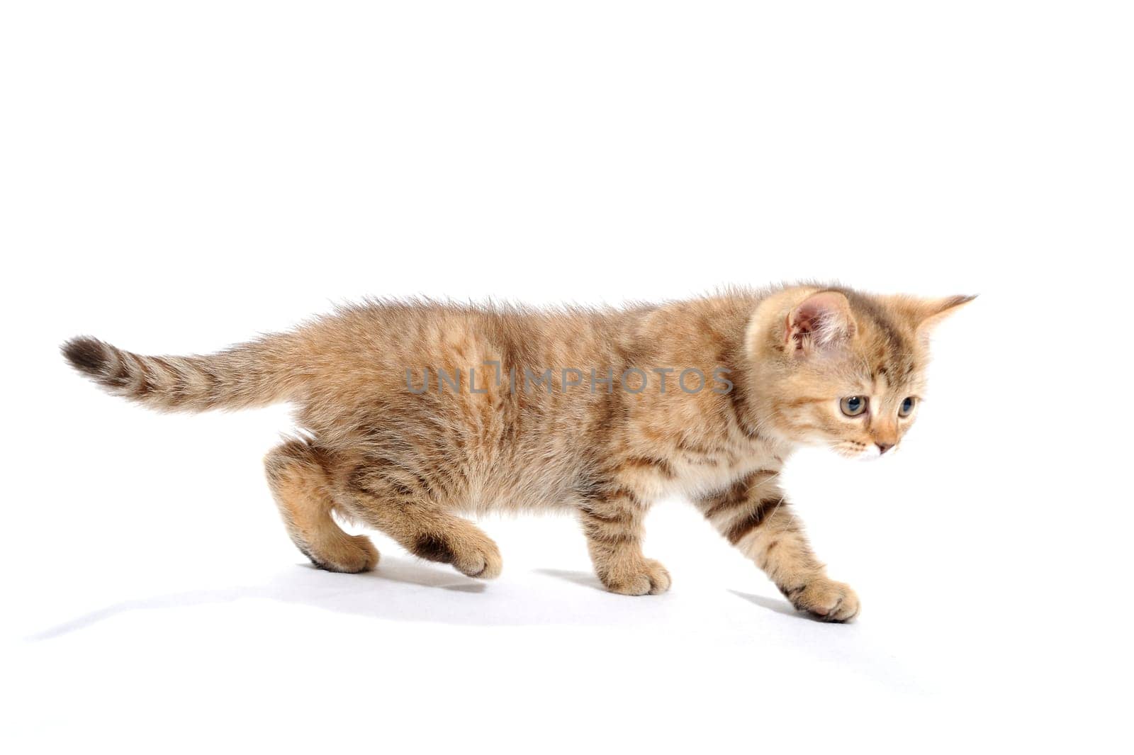 ginger striped purebred cat, goes to a white isolated background. High quality photo