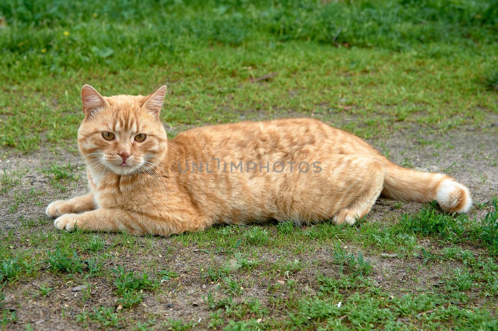 A ginger cat is lying on the green grass. High quality photo