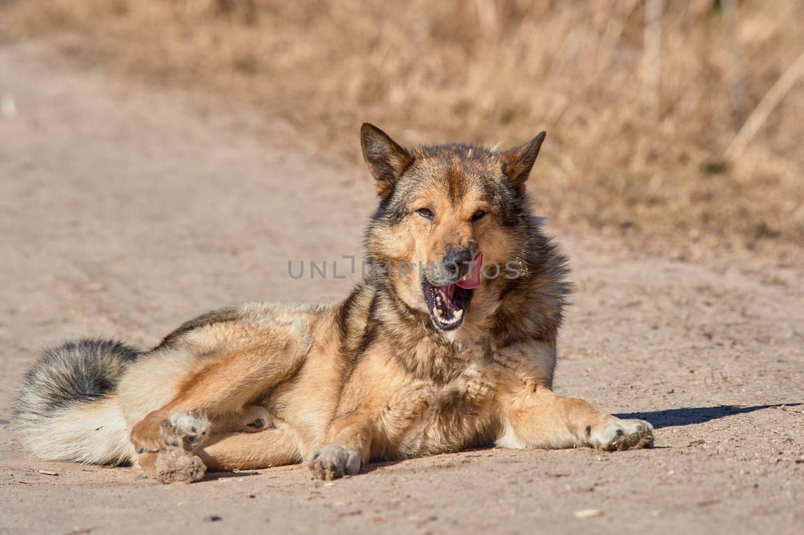 A fluffy dog lies on the road on a sunny day. High quality photo