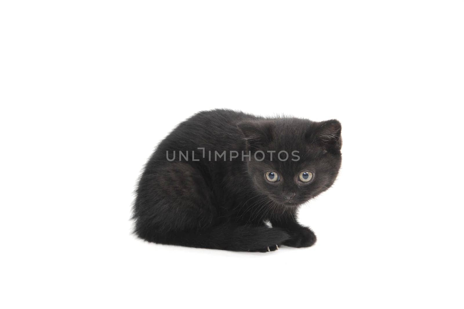 a black purebred kitten sitting on a white isolated background. High quality photo