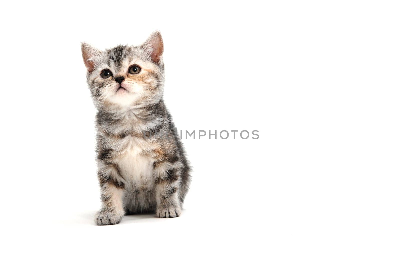 A gray purebred fluffy kitten sits on a white isolated background. High quality photo