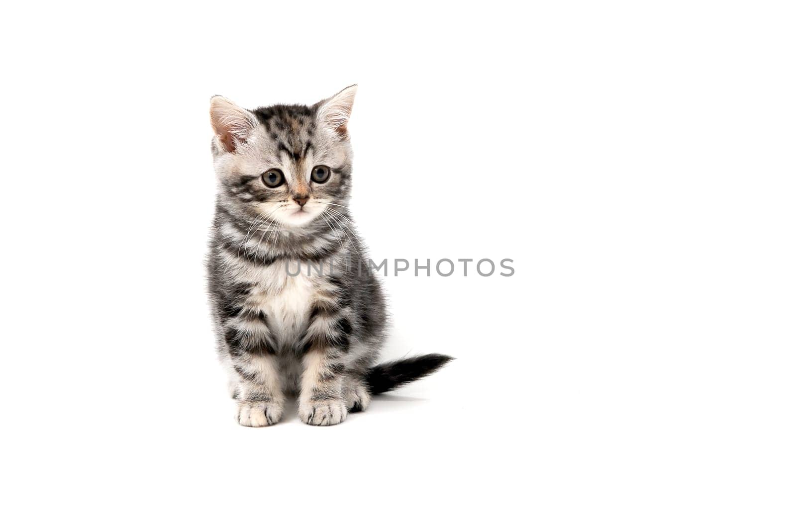 A gray purebred fluffy kitten sits on a white isolated background. High quality photo