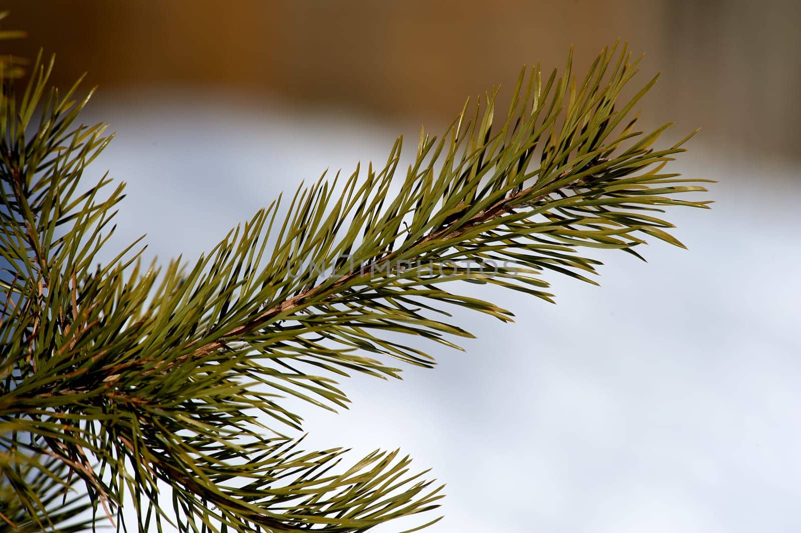 spruce branch close-up on a sunny day. High quality photo