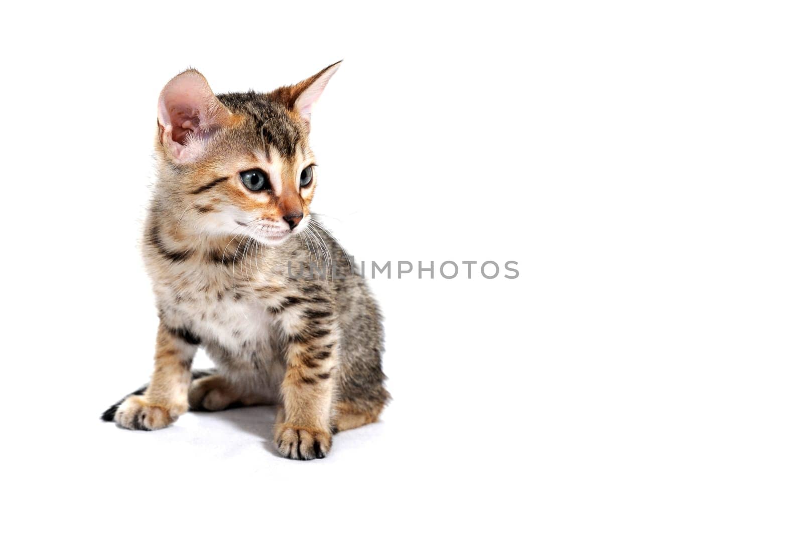 A gray purebred fluffy kitten sits on a white isolated background. High quality photo