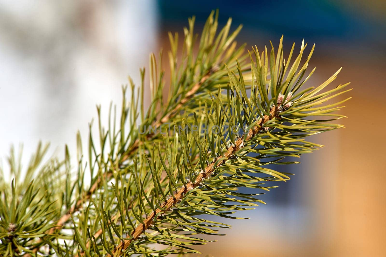 spruce branch close-up on a sunny day. High quality photo