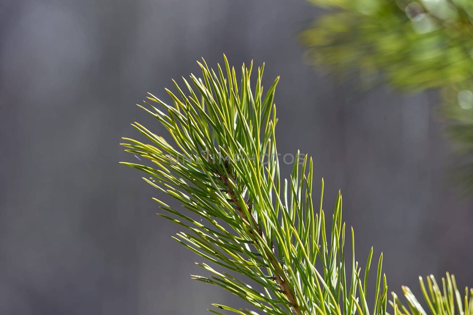 spruce branch close-up on a sunny day. High quality photo