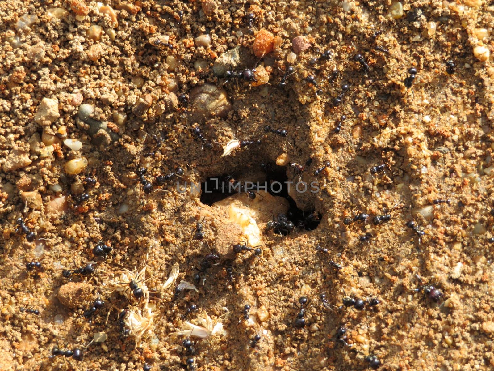 anthill full of tiny insect ants many workers