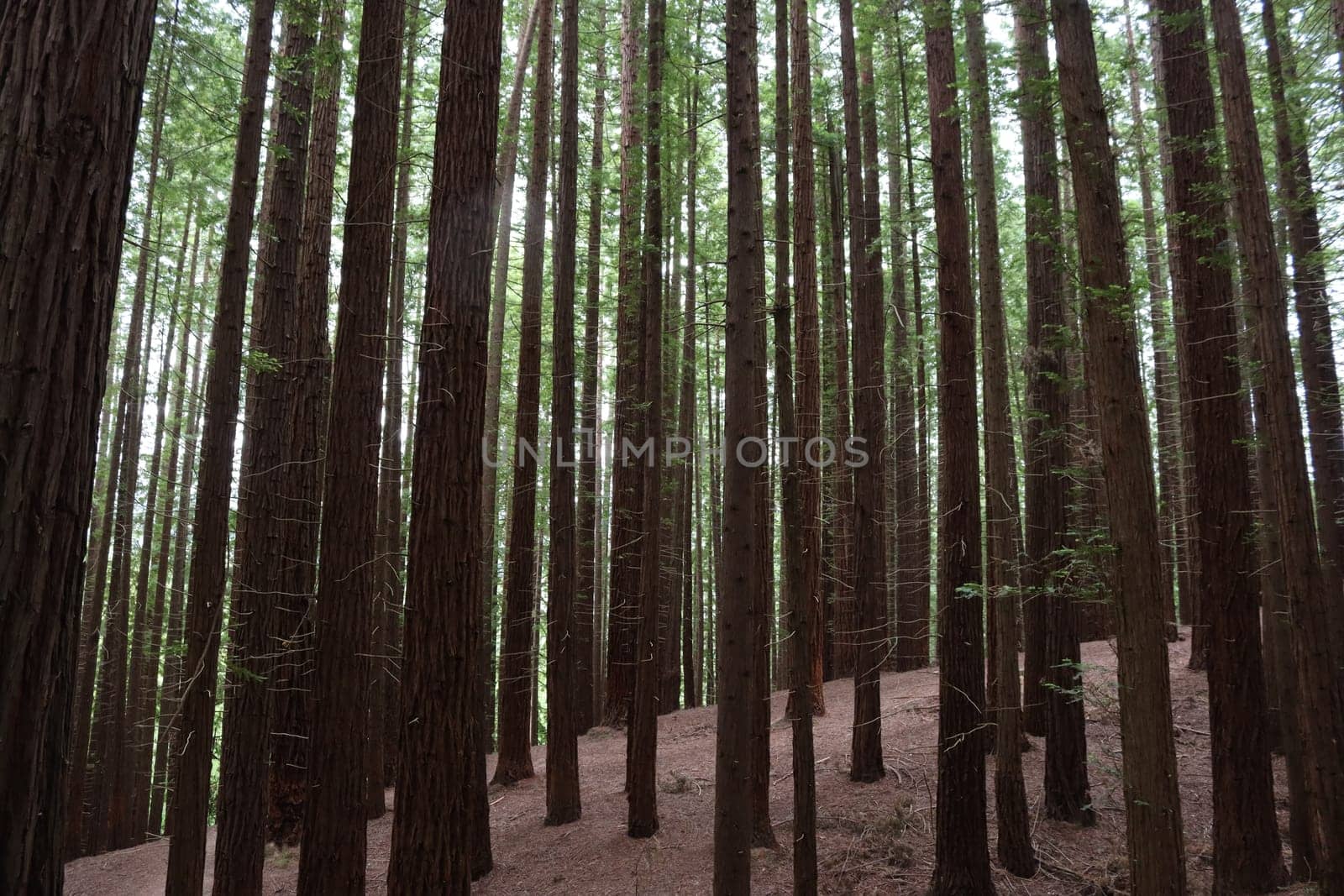 beautiful redwood forest giant trees huge fat tall wood