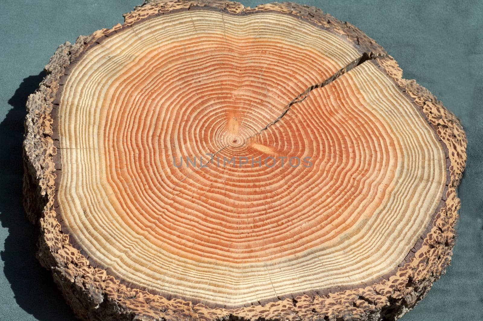 Jahresringe  Jahrring  Holzring