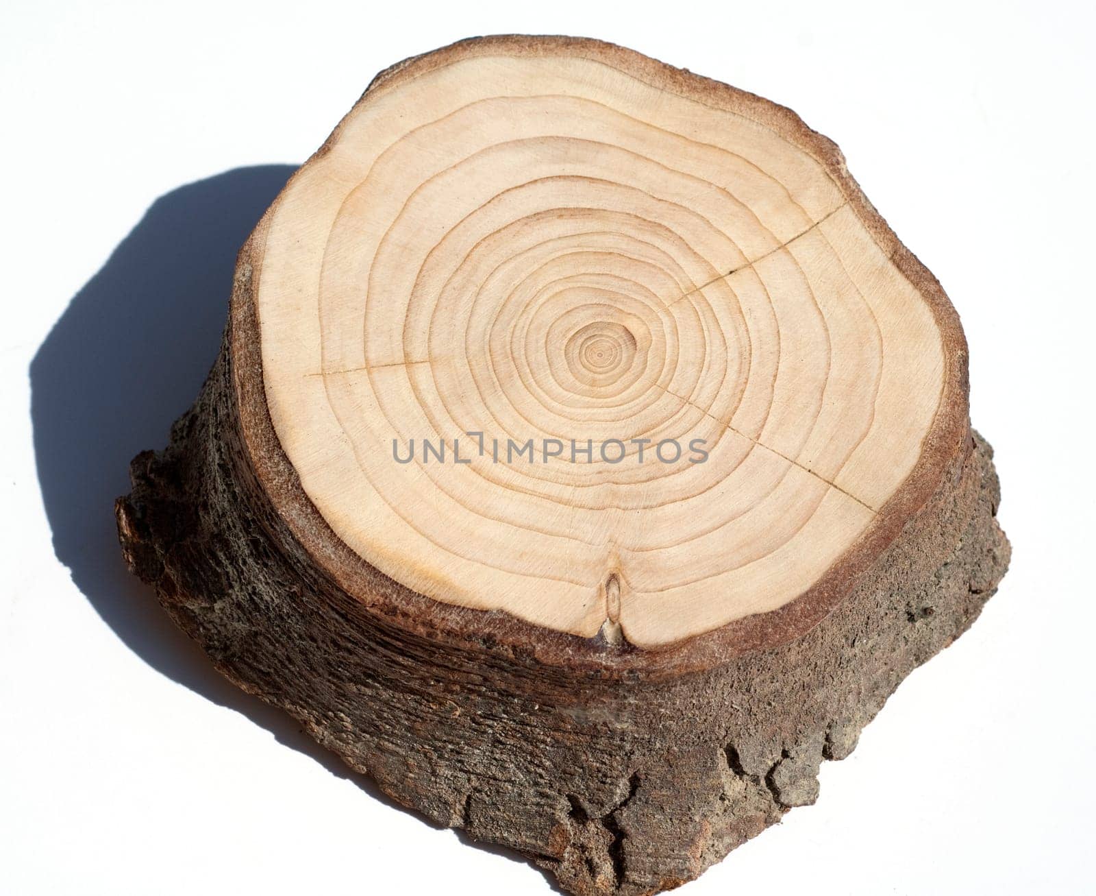 Jahresringe  Jahrring  Holzring
