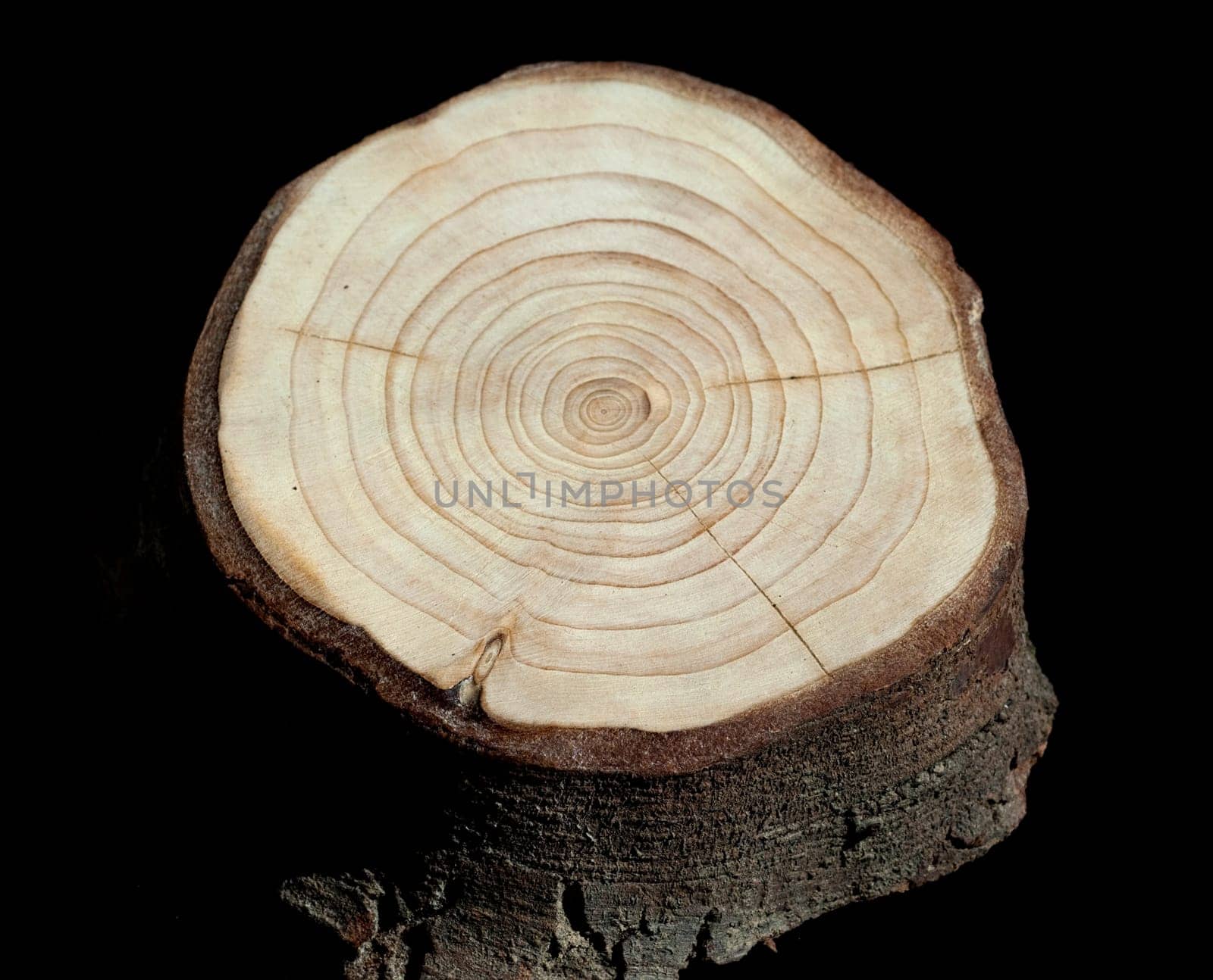 Jahresringe  Jahrring  Holzring
