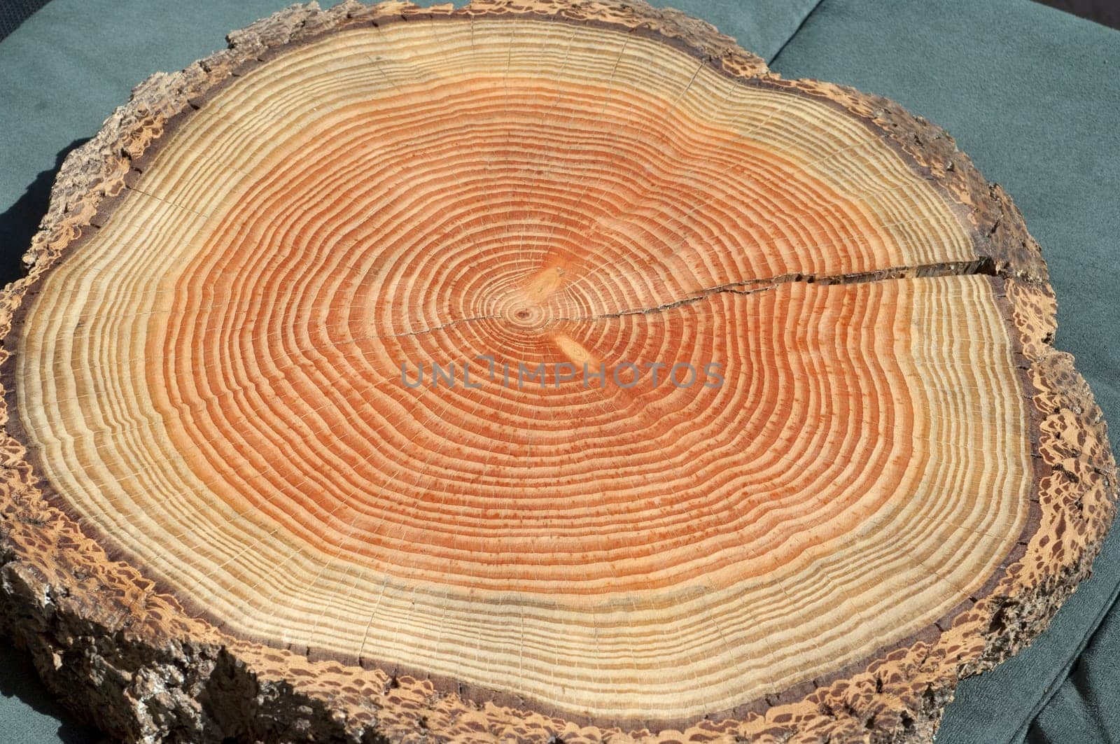 Jahresringe  Jahrring  Holzring