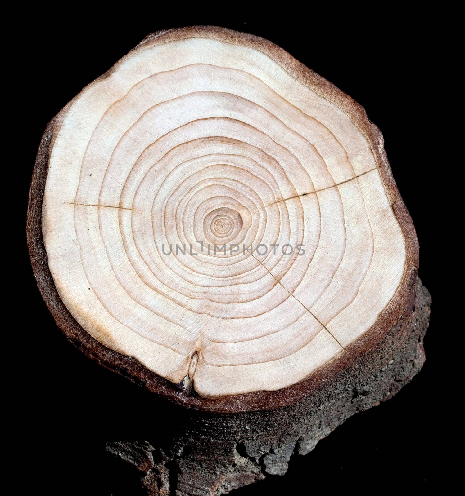 Jahresringe  Jahrring  Holzring