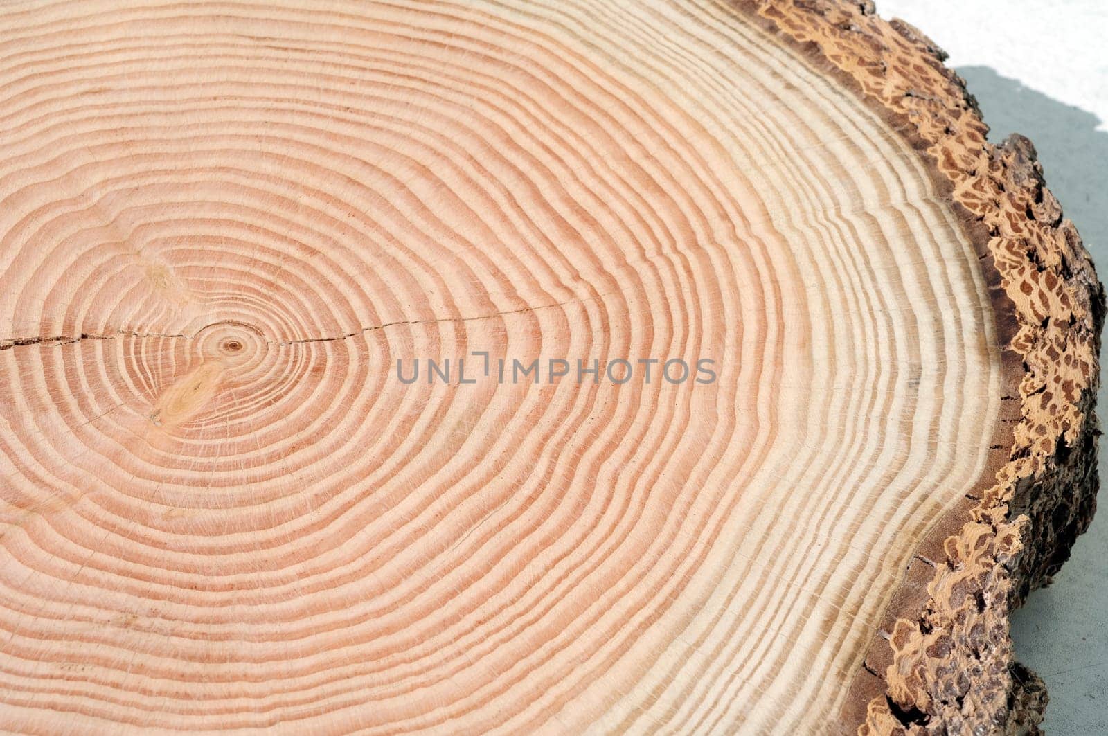 Jahresringe  Jahrring  Holzring