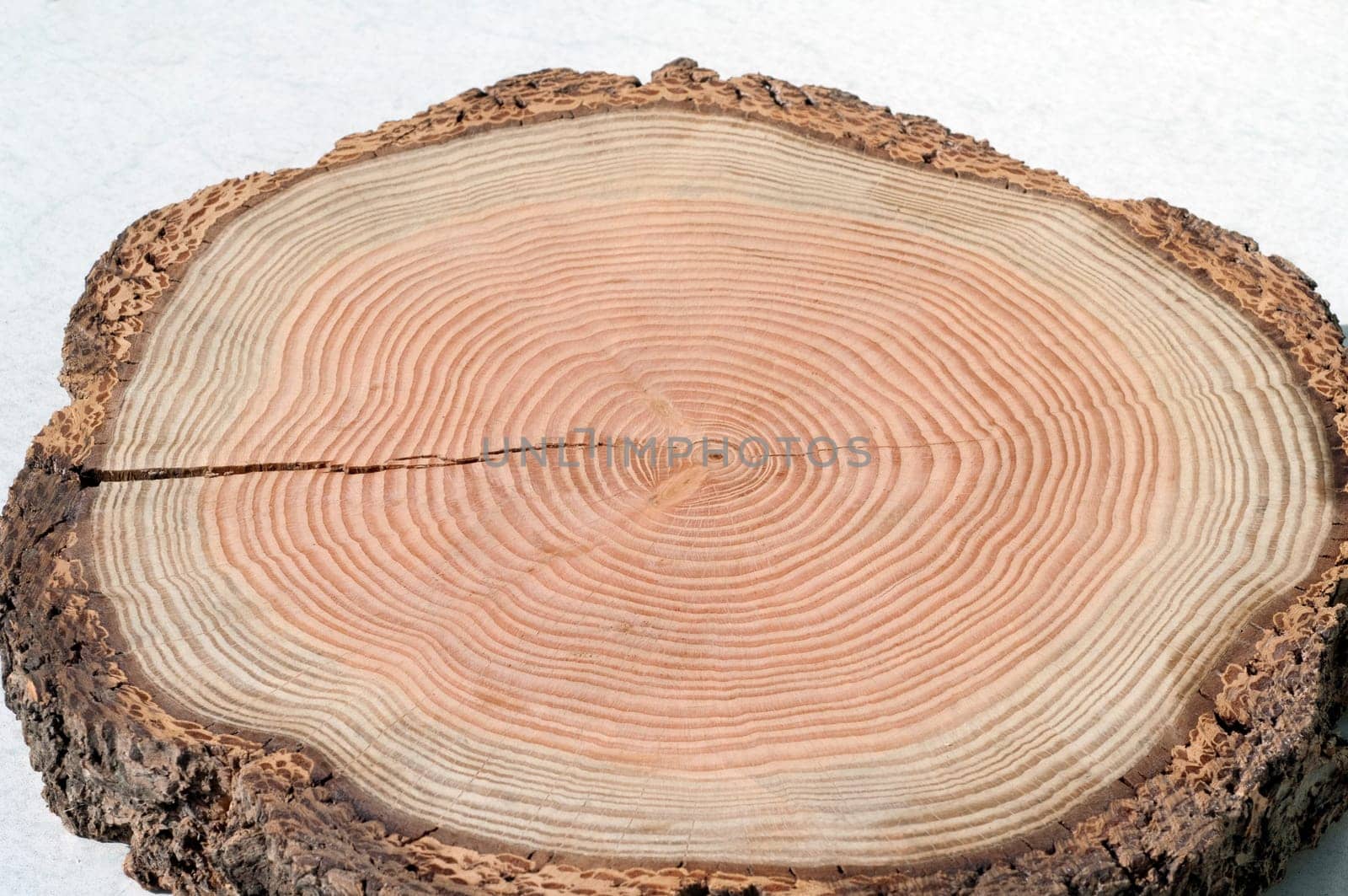 Jahresringe  Jahrring  Holzring
