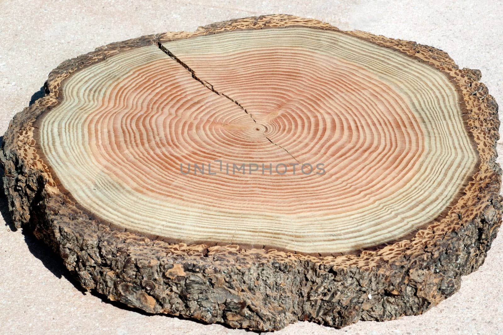 Jahresringe  Jahrring  Holzring