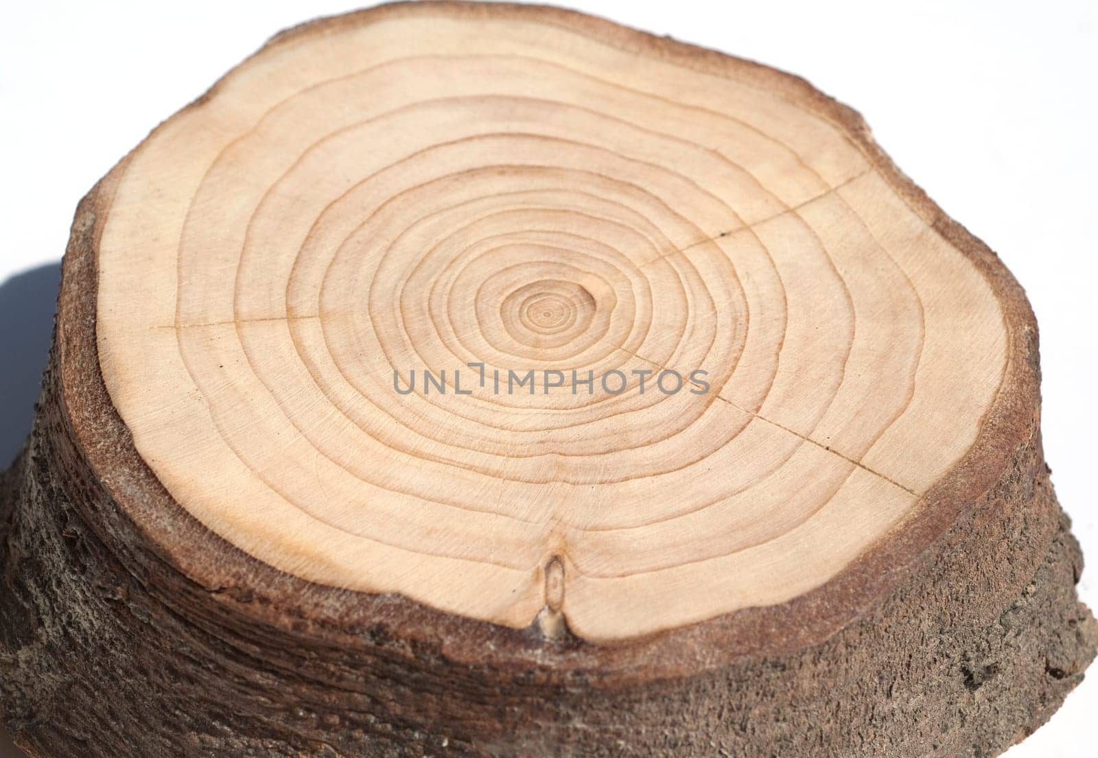 Jahresringe  Jahrring  Holzring