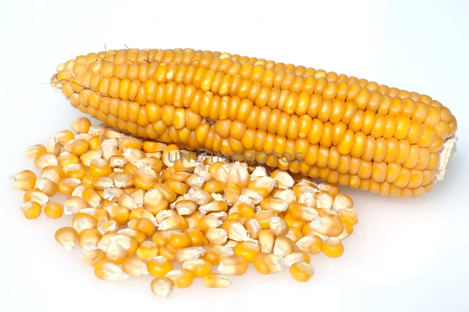 Mais  Zea mays  Maiskoerner