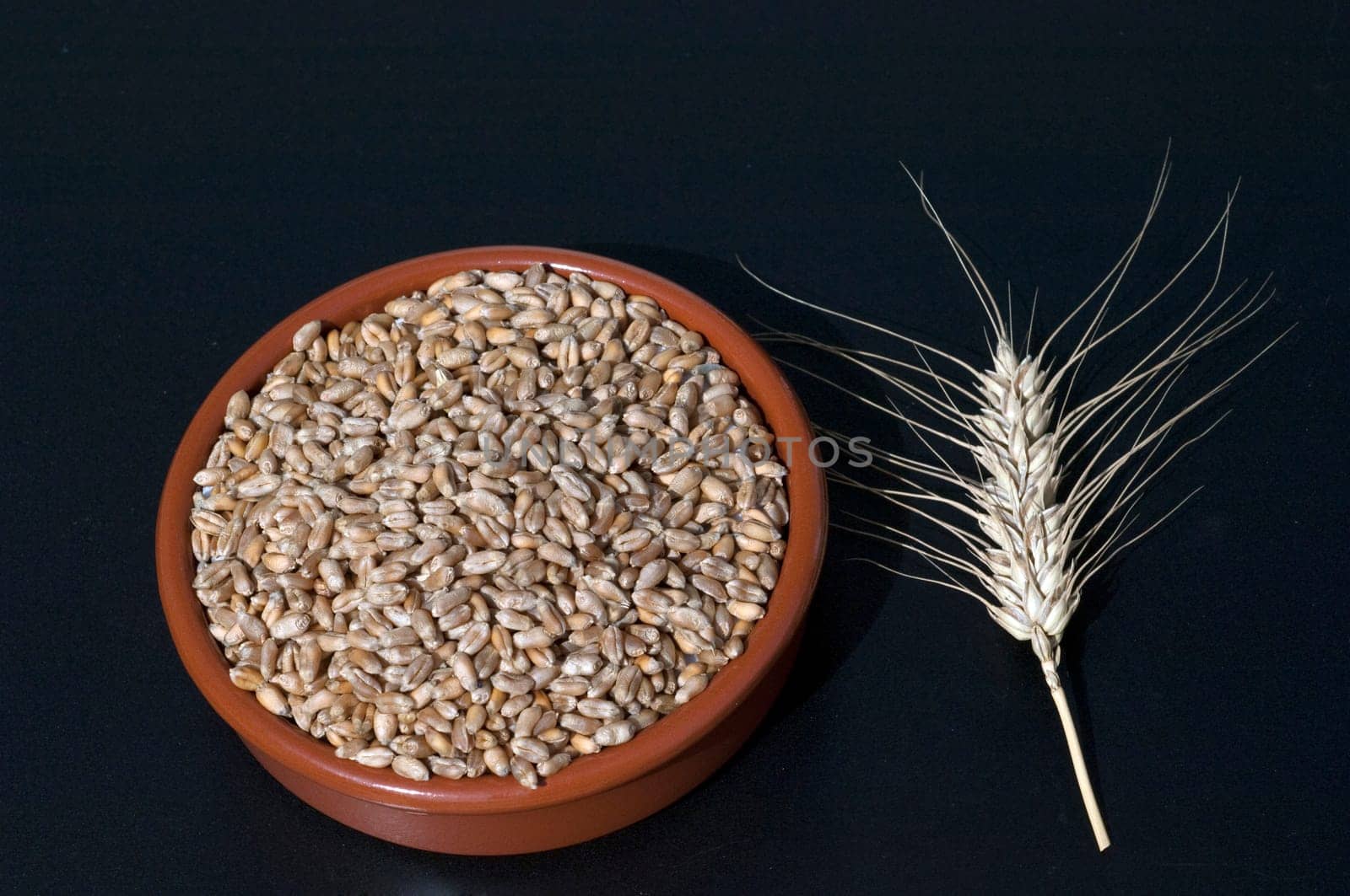 Triticale, Wintertriticale, Triticosecale, rimpauii