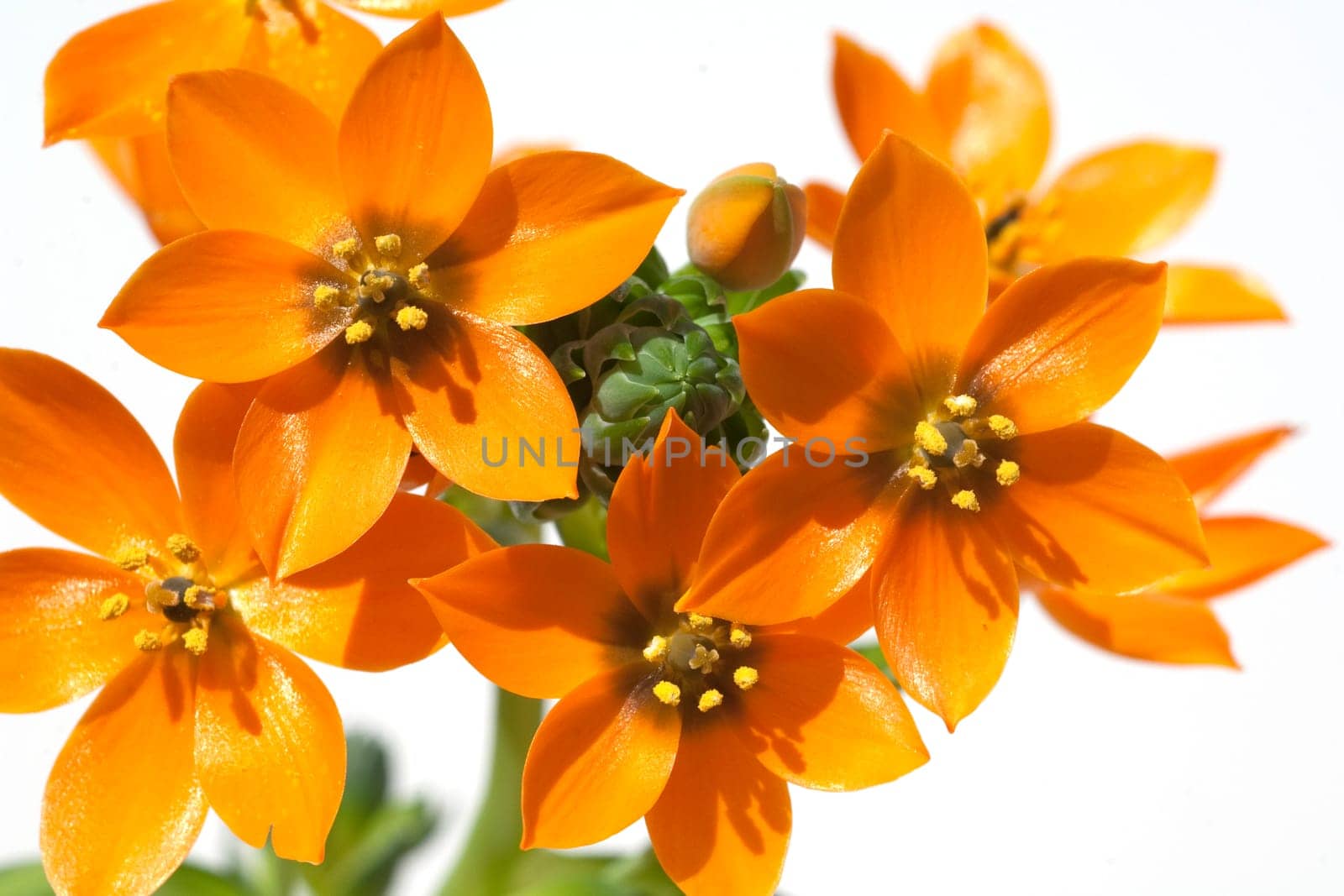 Milchsterne, Ornithogalum, Dubium