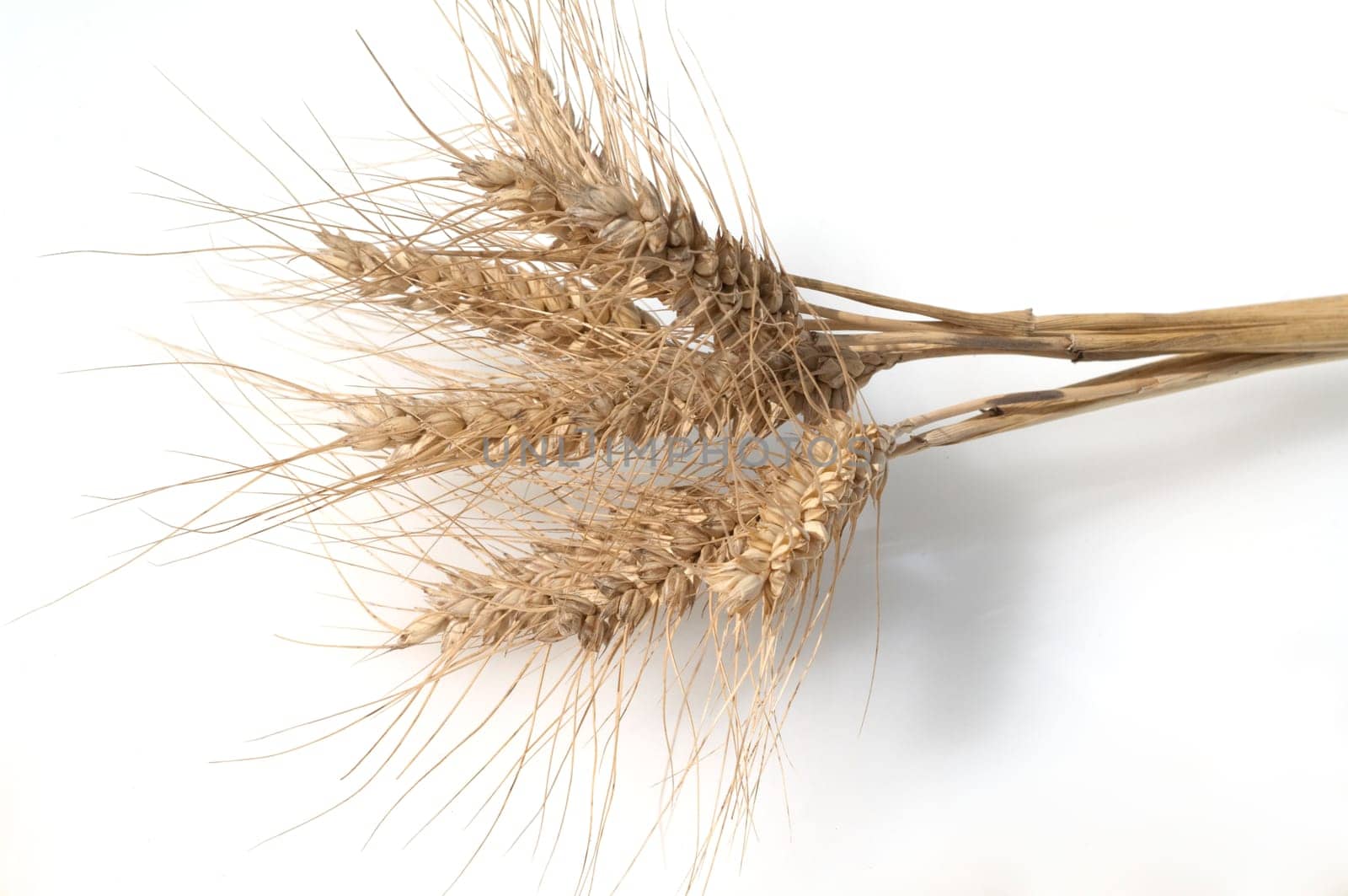 Triticale, Wintertriticale, Triticosecale, rimpauii