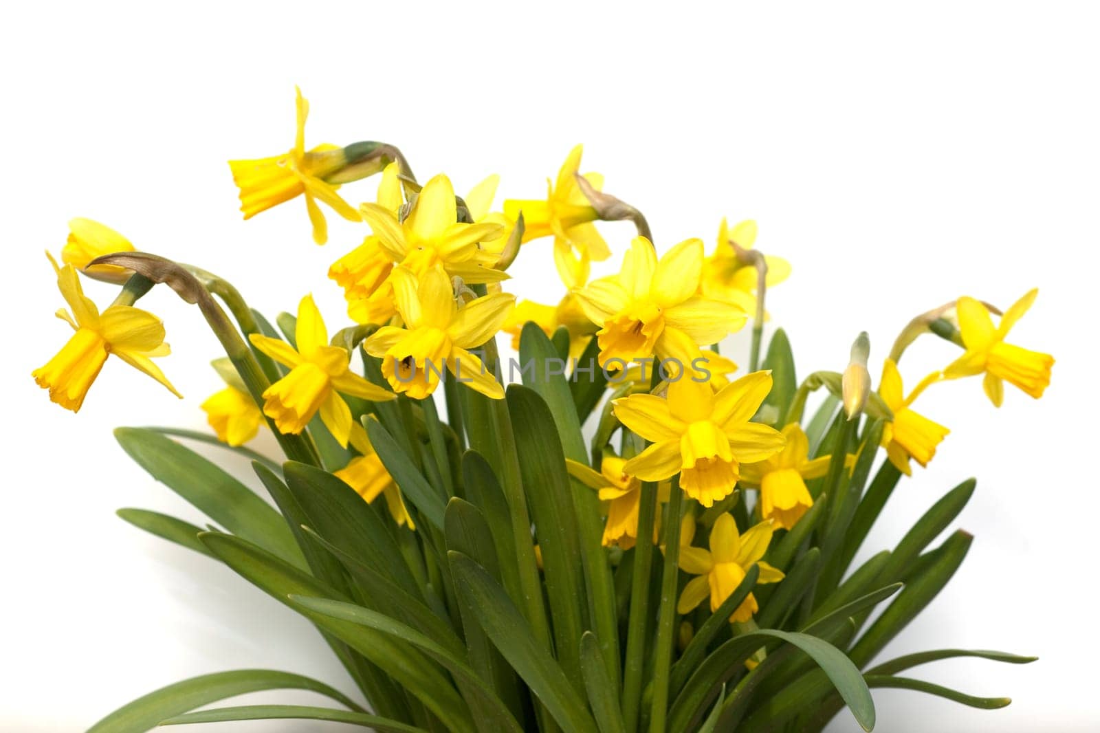 Narzisse  tete a tete  Narcissus  Osterglocke
