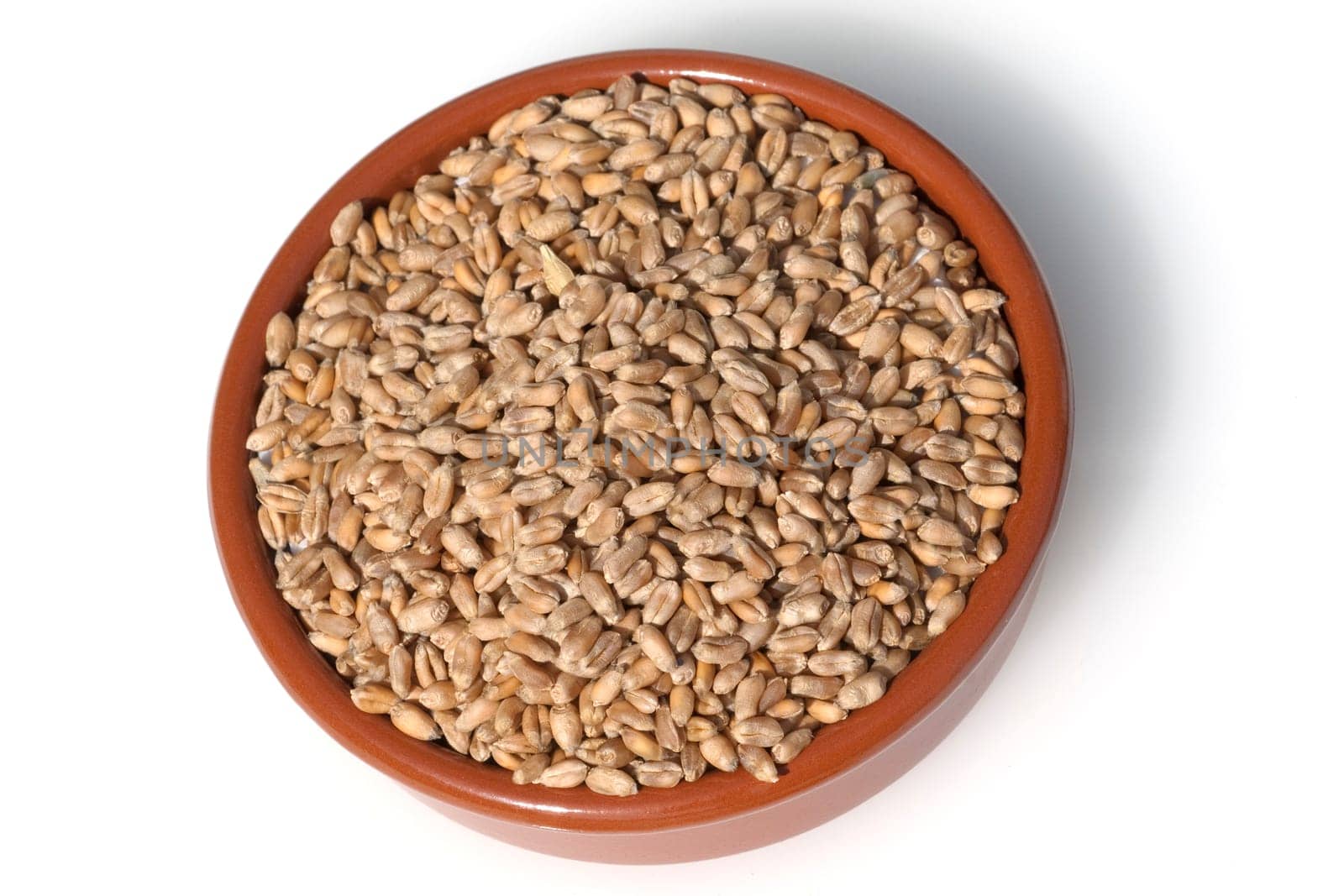 Triticale, Wintertriticale, Triticosecale, rimpauii