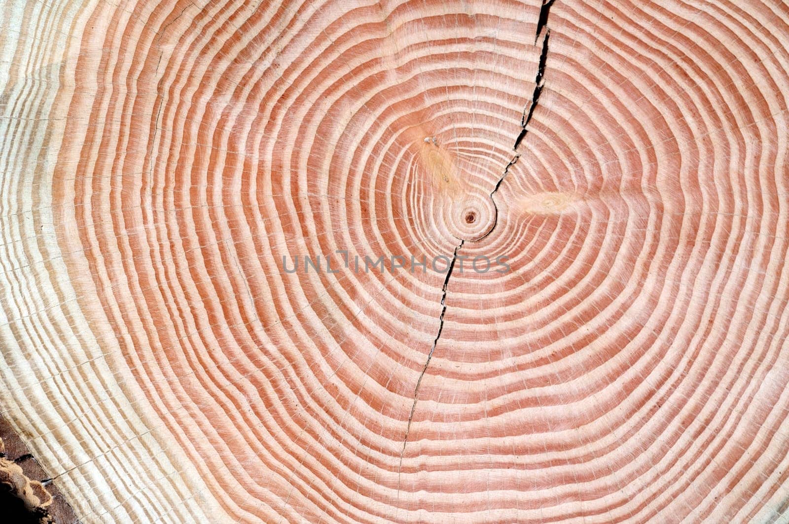 Jahresringe  Jahrring  Holzring