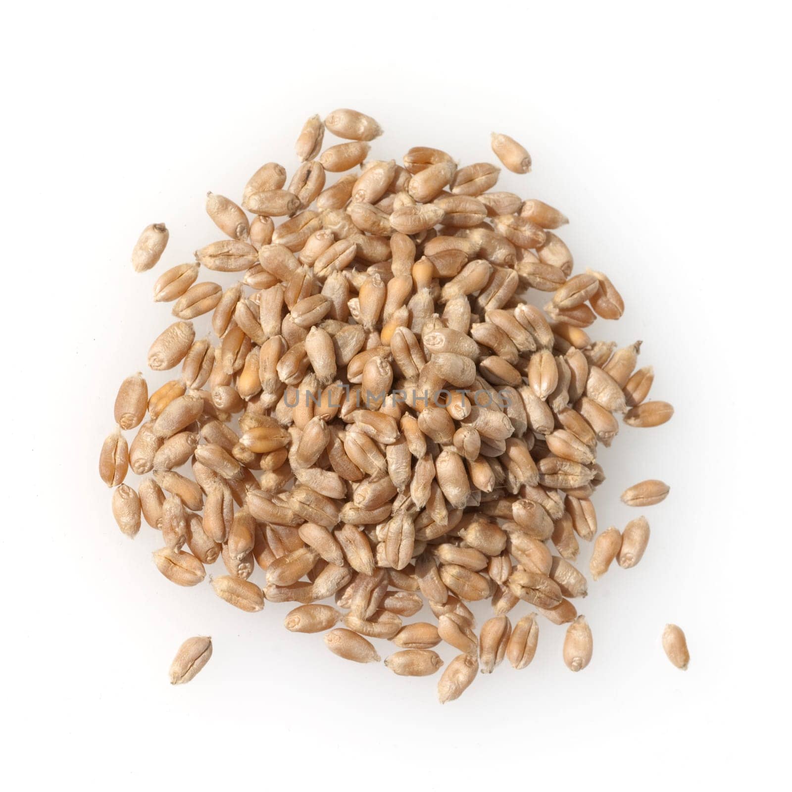 Triticale, Wintertriticale, Triticosecale, rimpauii