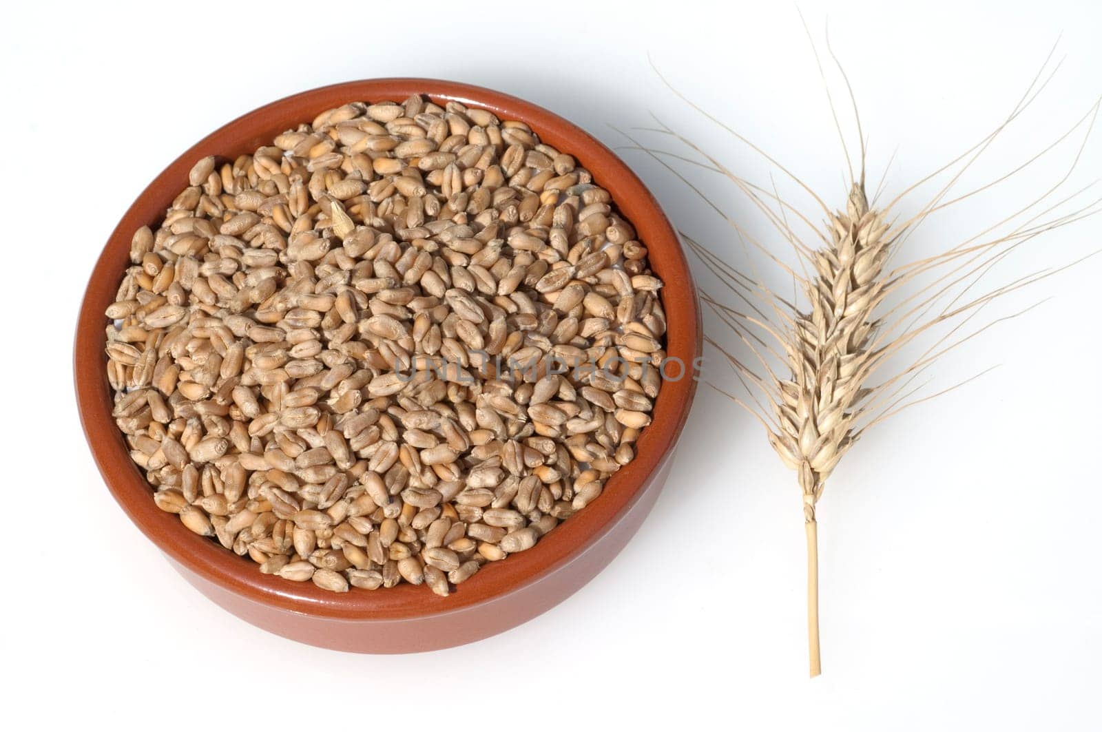 Triticale, Wintertriticale, Triticosecale, rimpauii