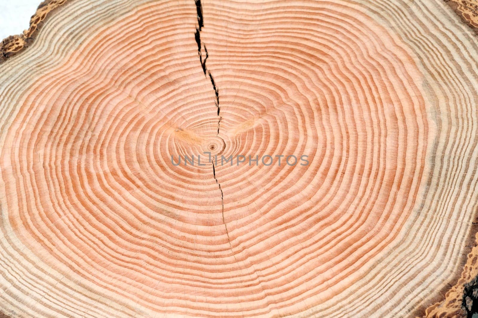 Jahresringe  Jahrring  Holzring