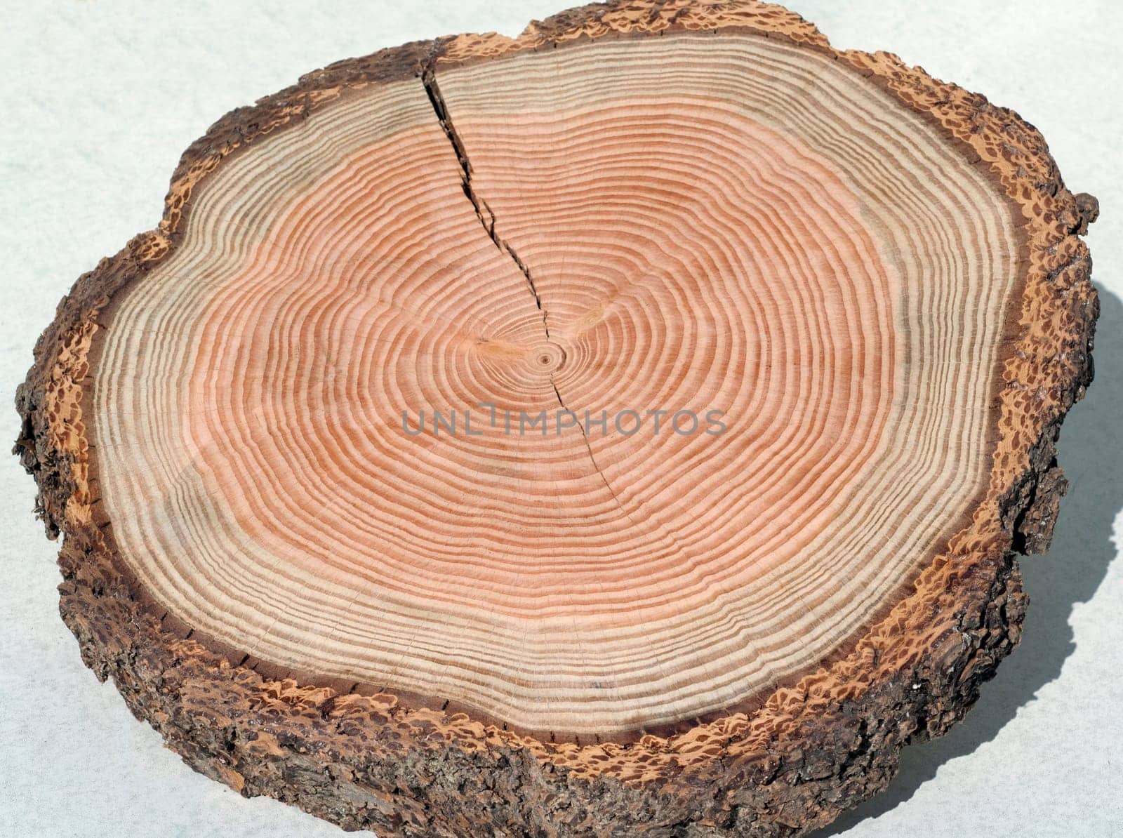 Jahresringe  Jahrring  Holzring