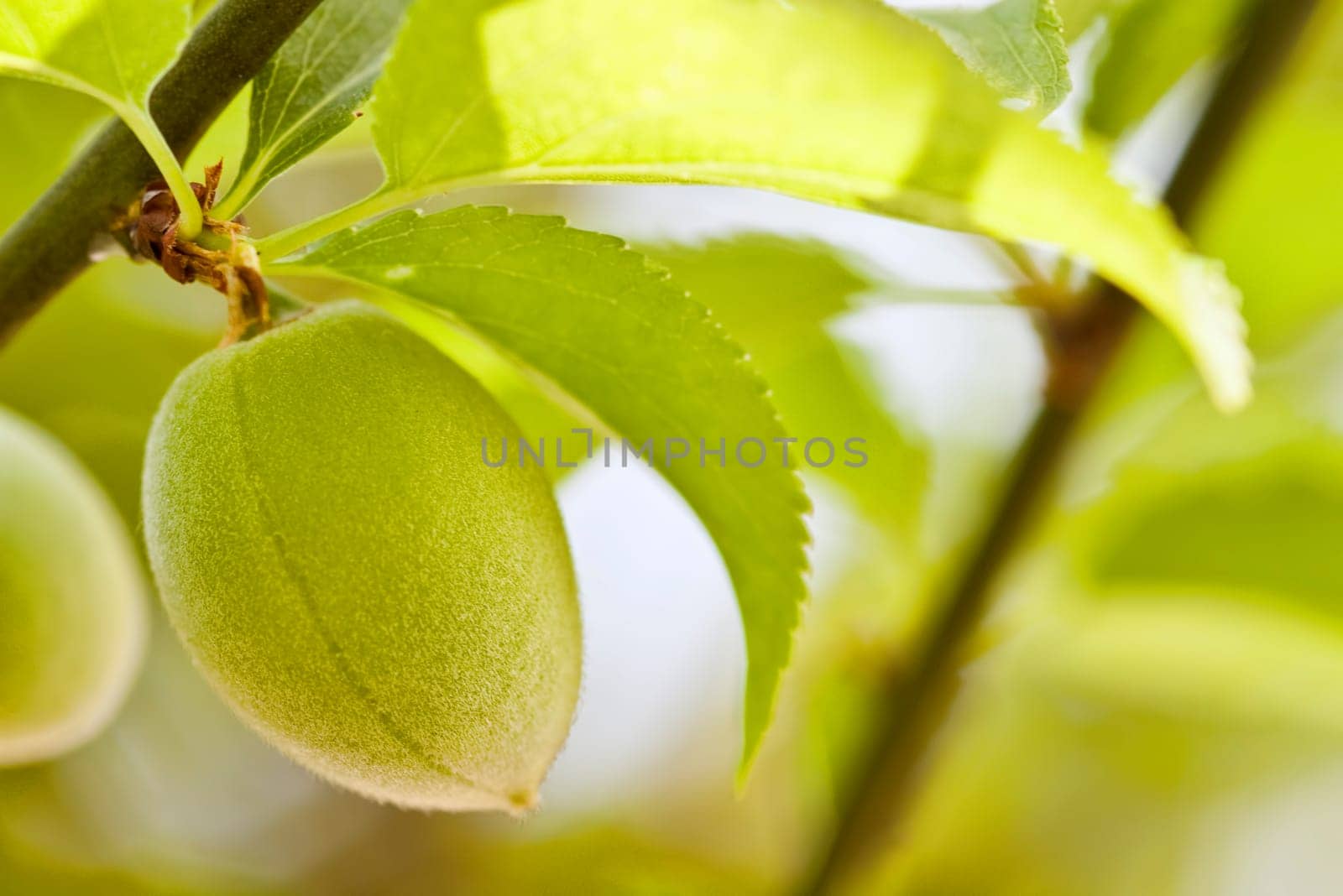 horizontal beautiful peaches for adv or others purpose use