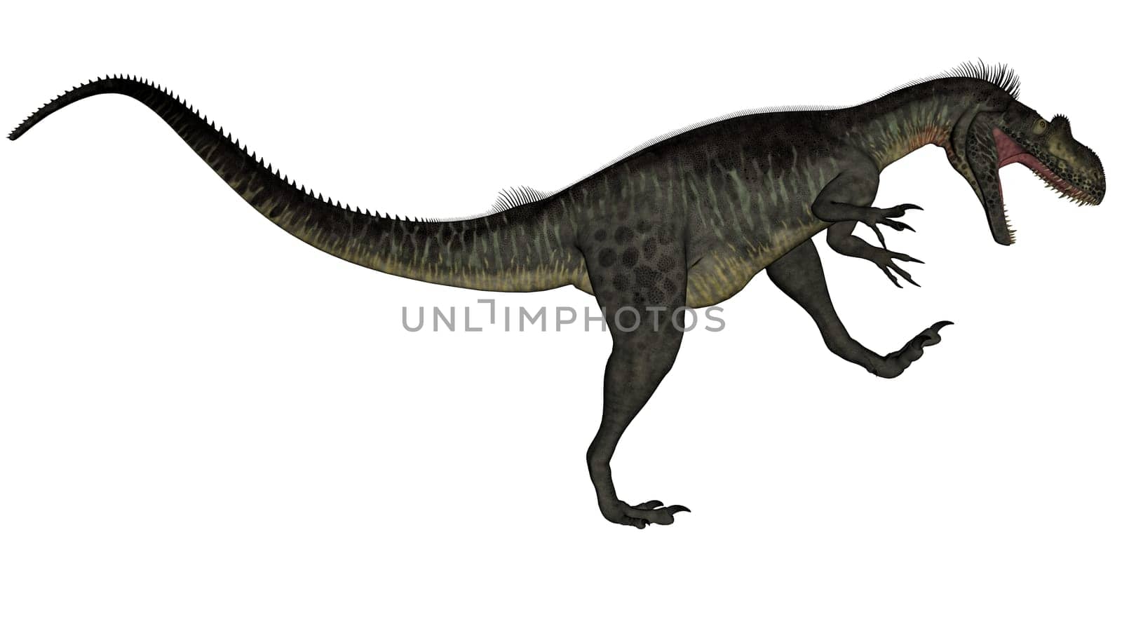 Megalosaurus dinosaur roaring up isolated in white background - 3D render