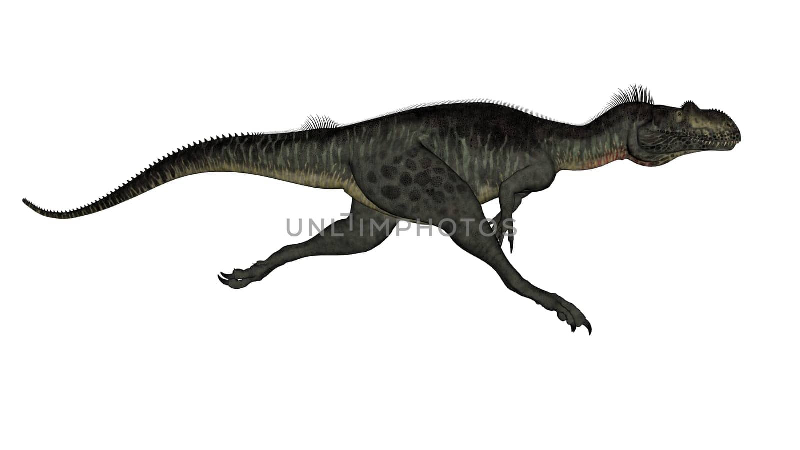 Megalosaurus dinosaur running isolated in white background - 3D render