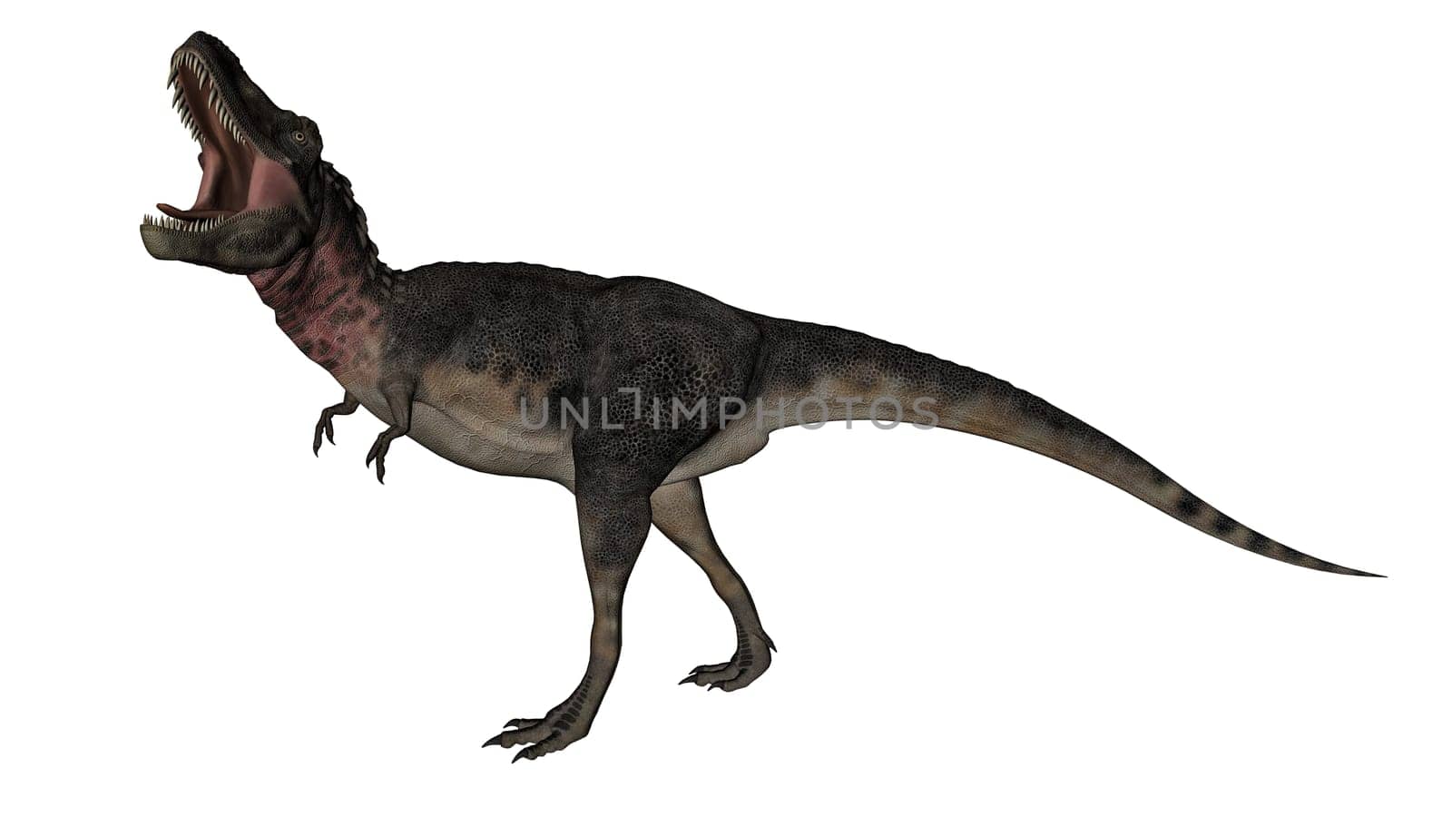Tarbosaurus dinosaur roaring isolated in white background - 3D render