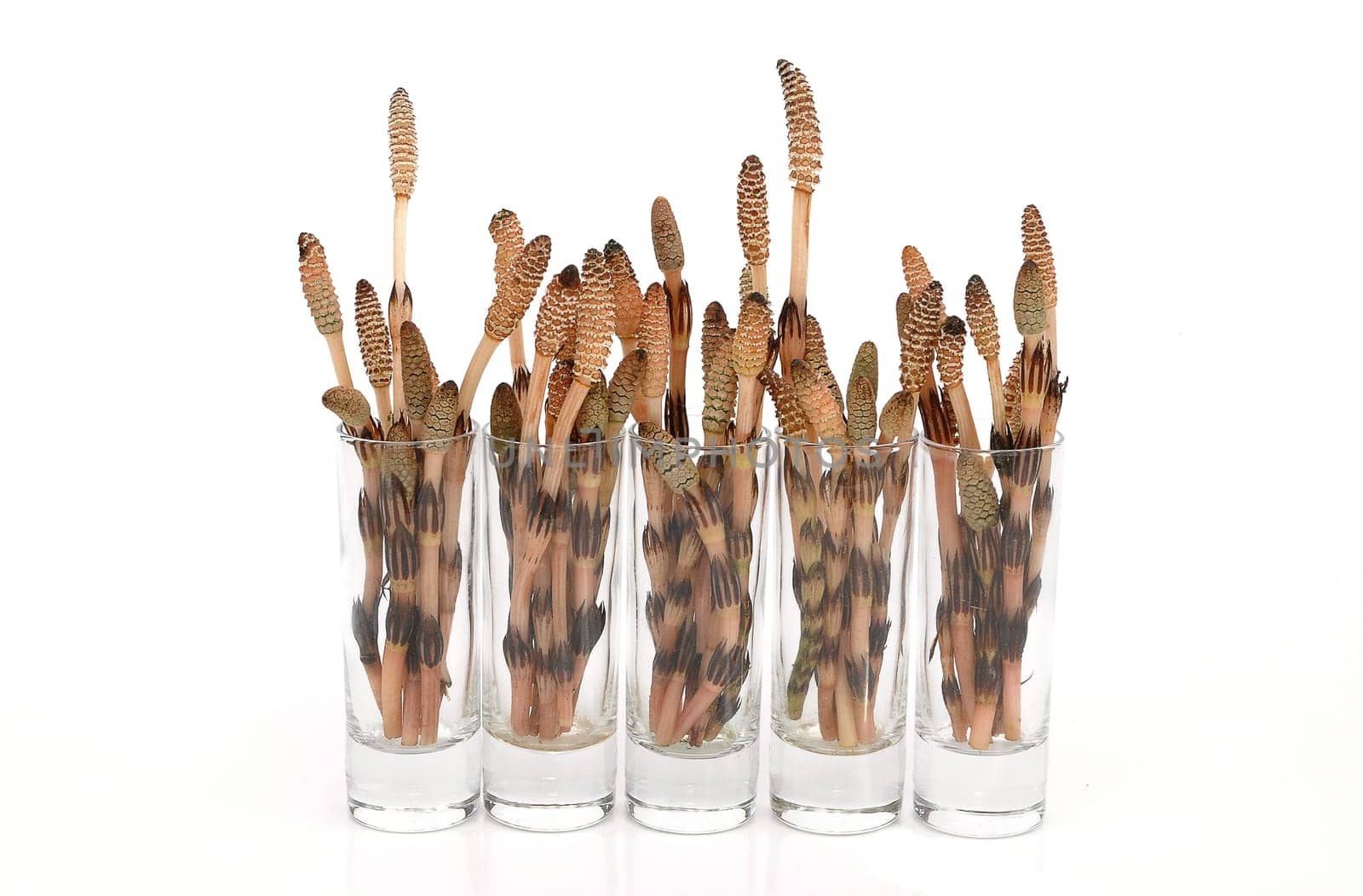 Horsetail