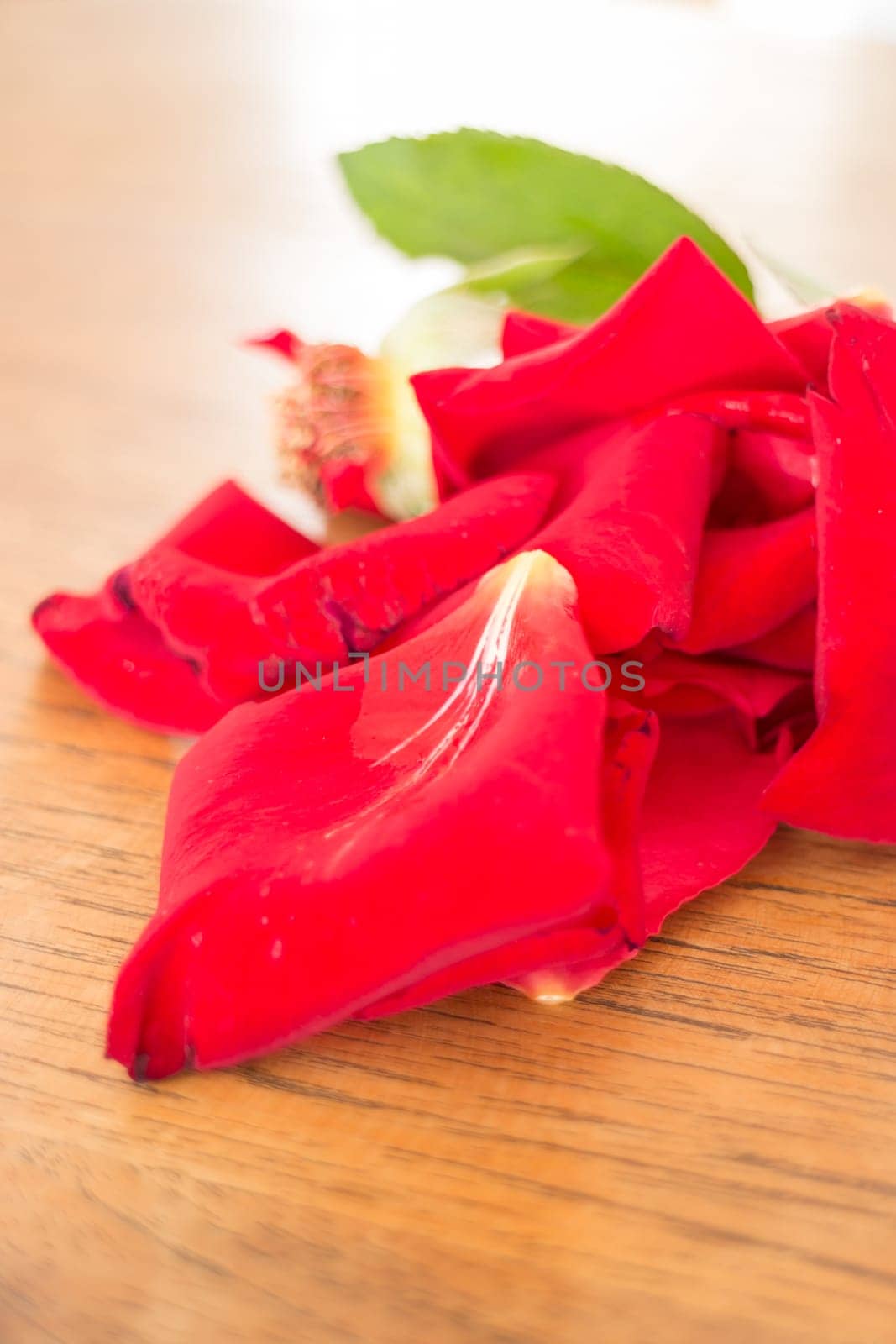 Red rose petals on wooden table, stock photo