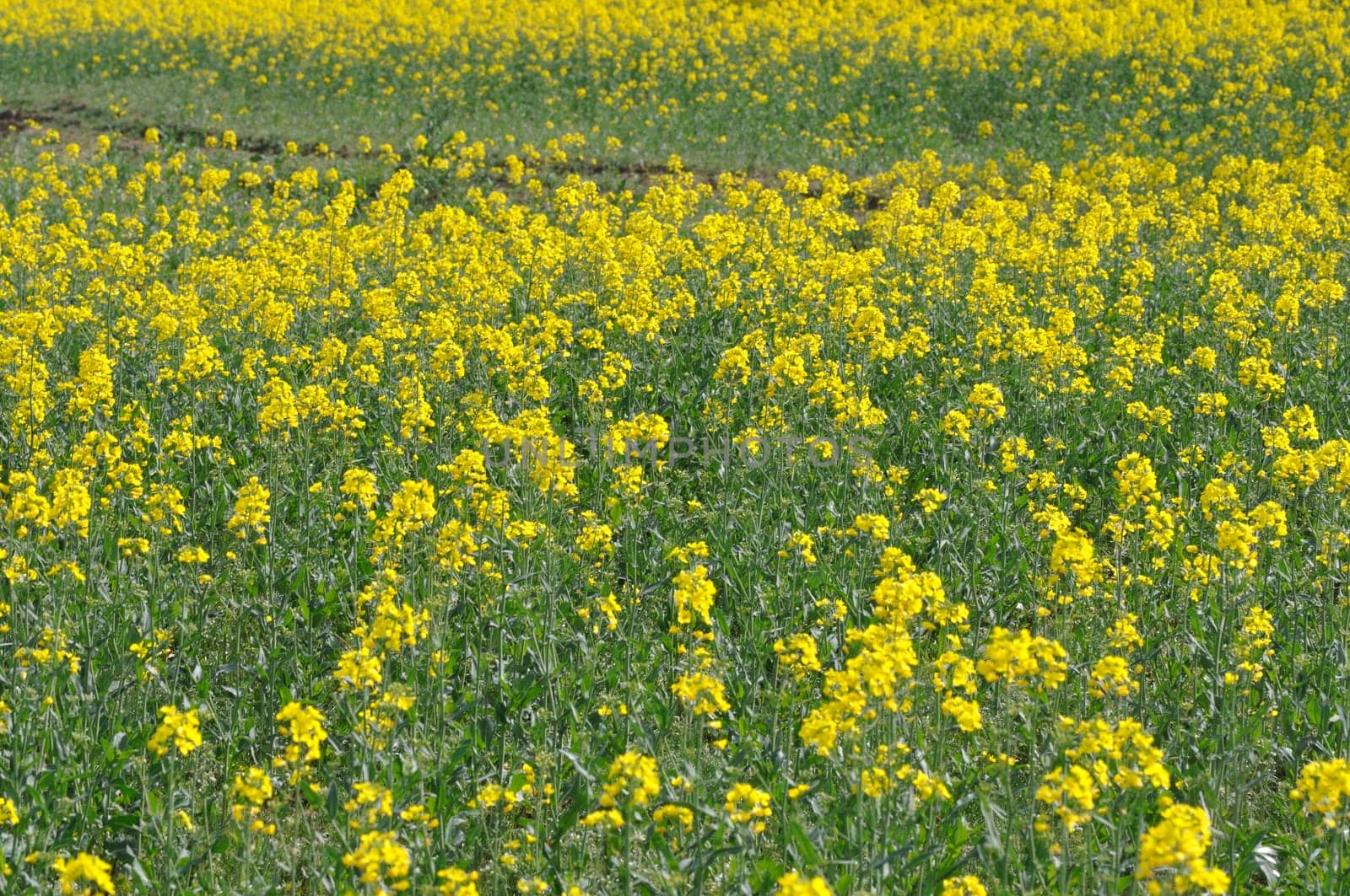 A rape field in Brittany