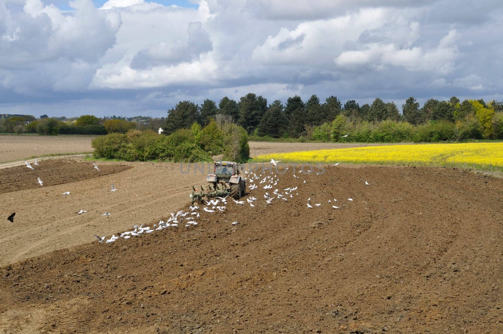 Plow tractor surrounded by seagulls