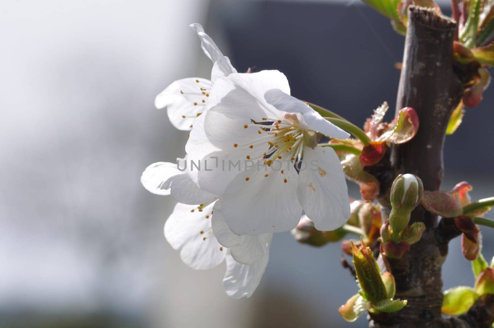 Cherry blossoms in a garden