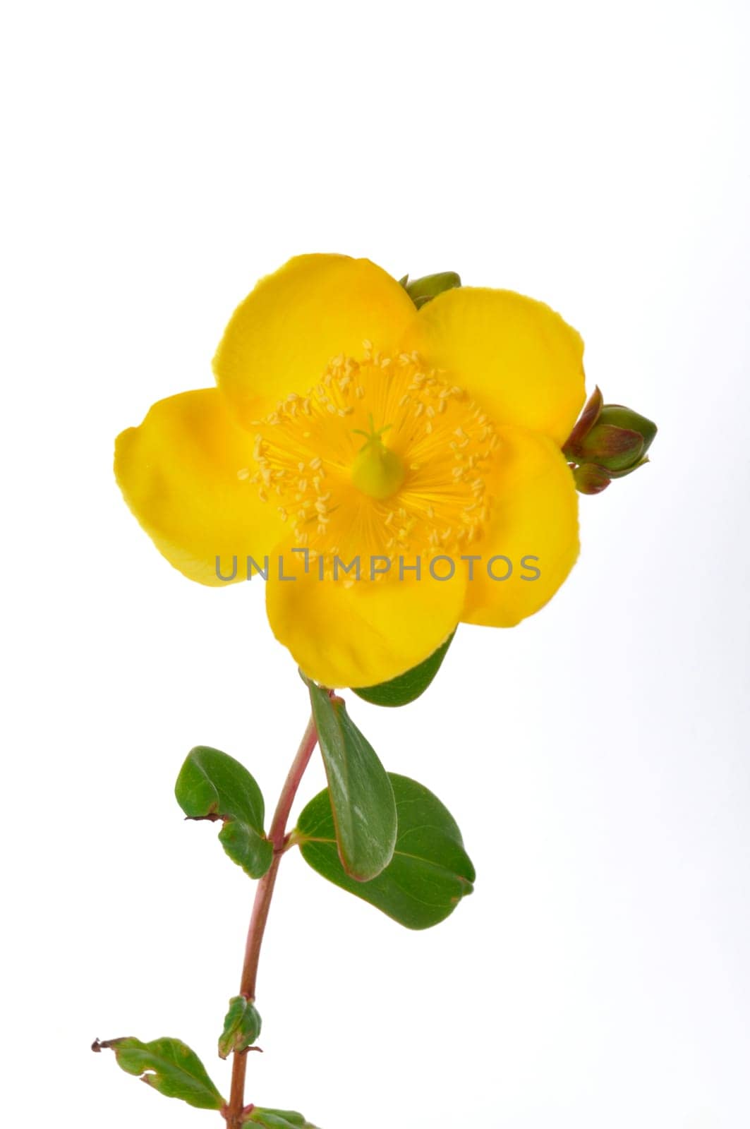 Ornamental St. John's Wort on a white background