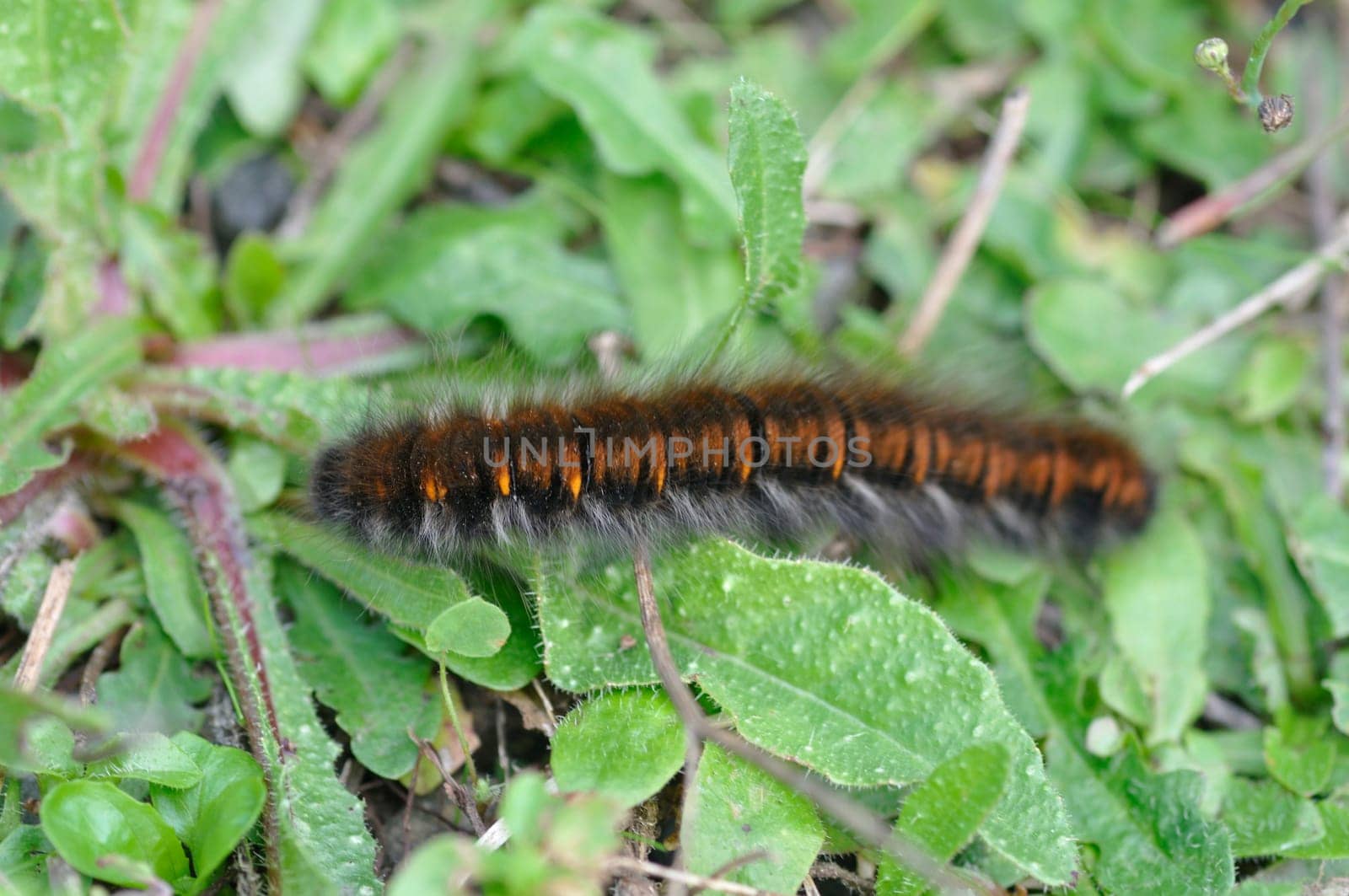 fox moth caterpillar on grass
