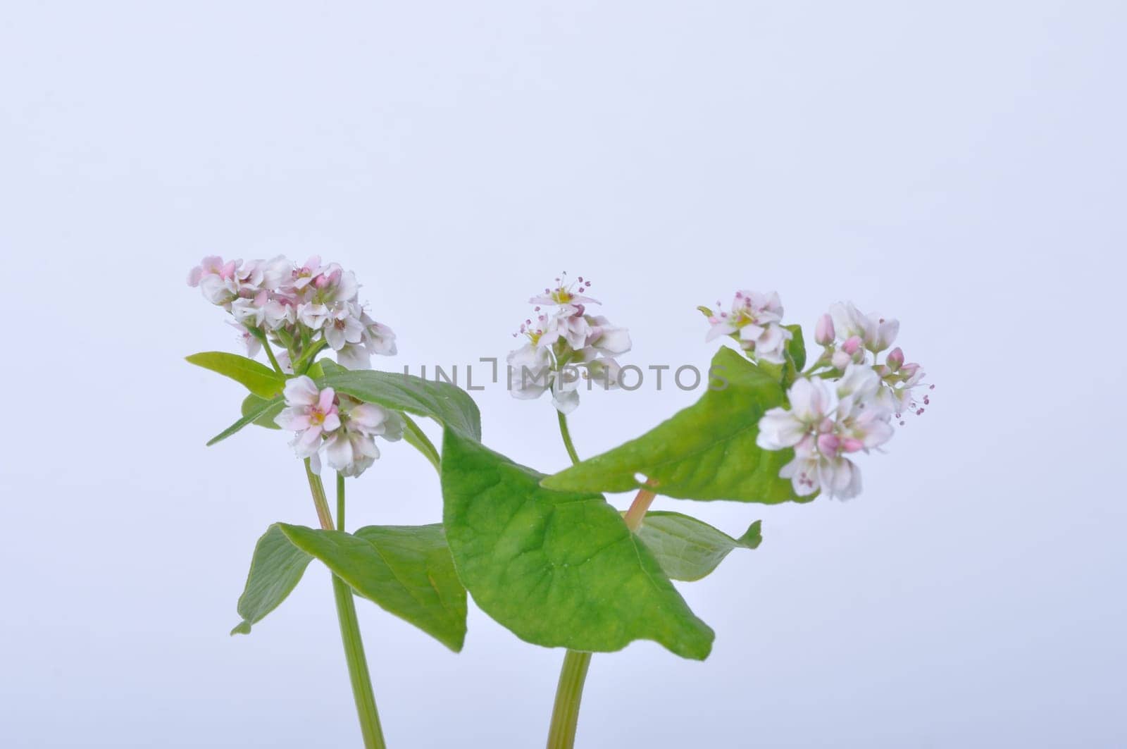 buckwheat flowers on a white background