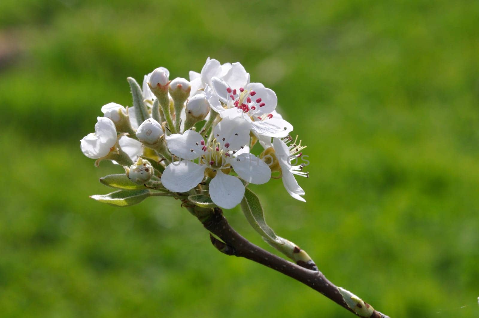 pear blossoms in an orchard