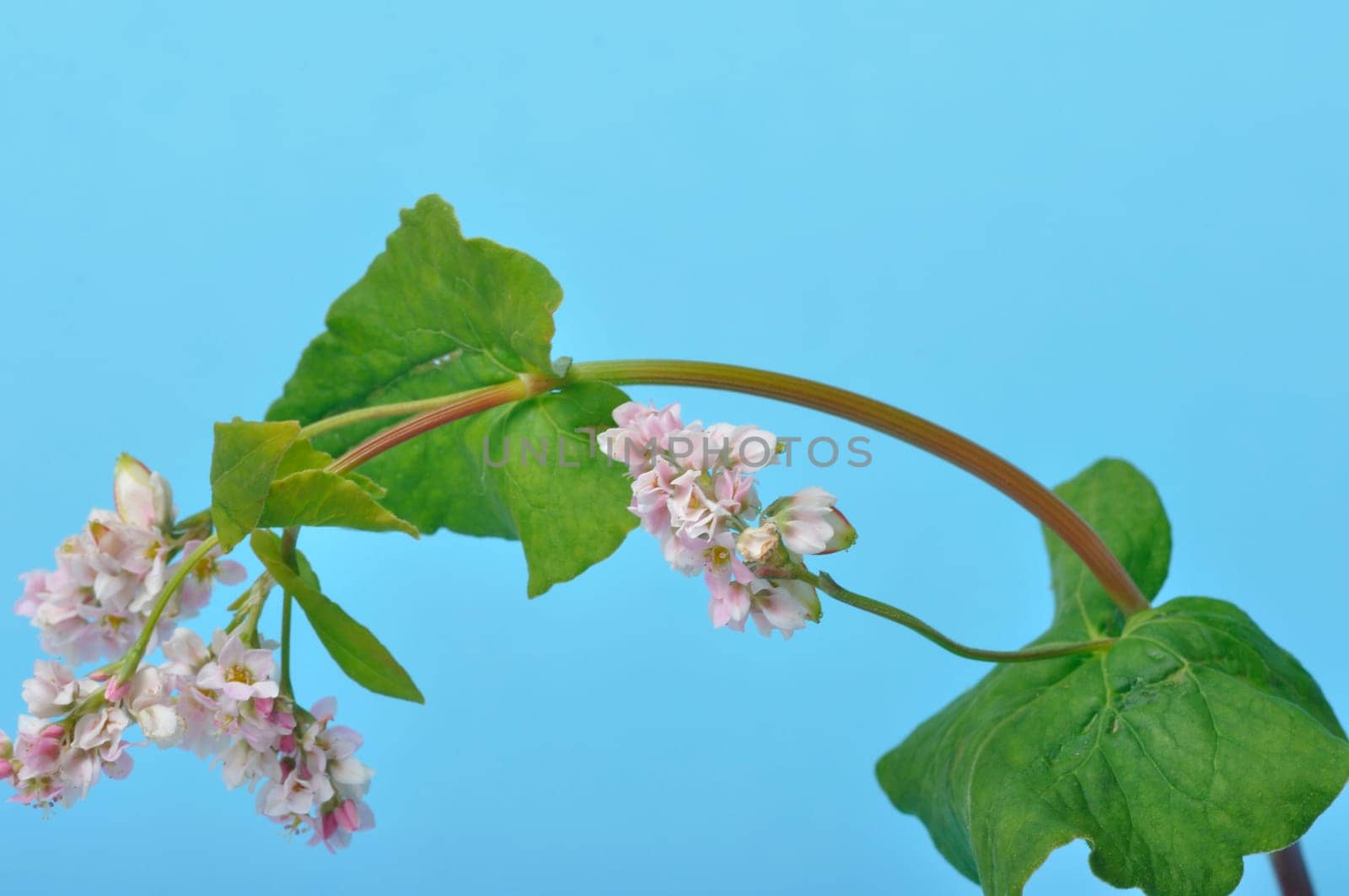 buckwheat flowers on a blue background
