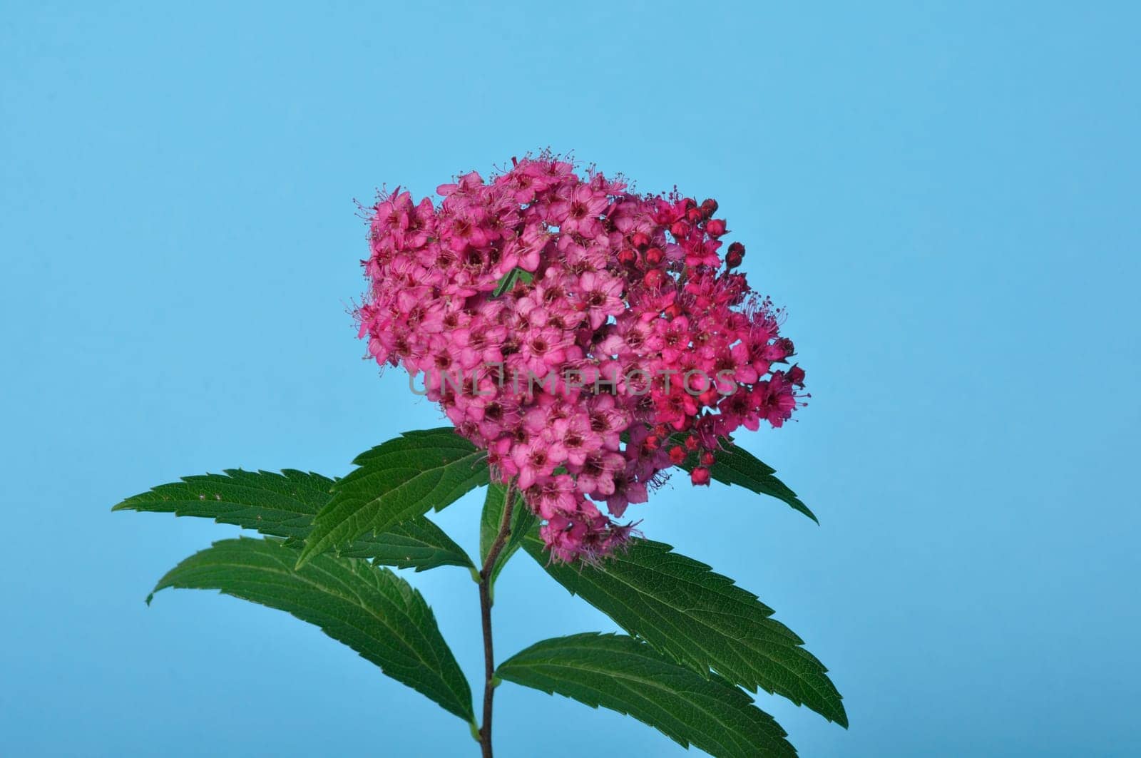 A bungei clerodendron studio shot