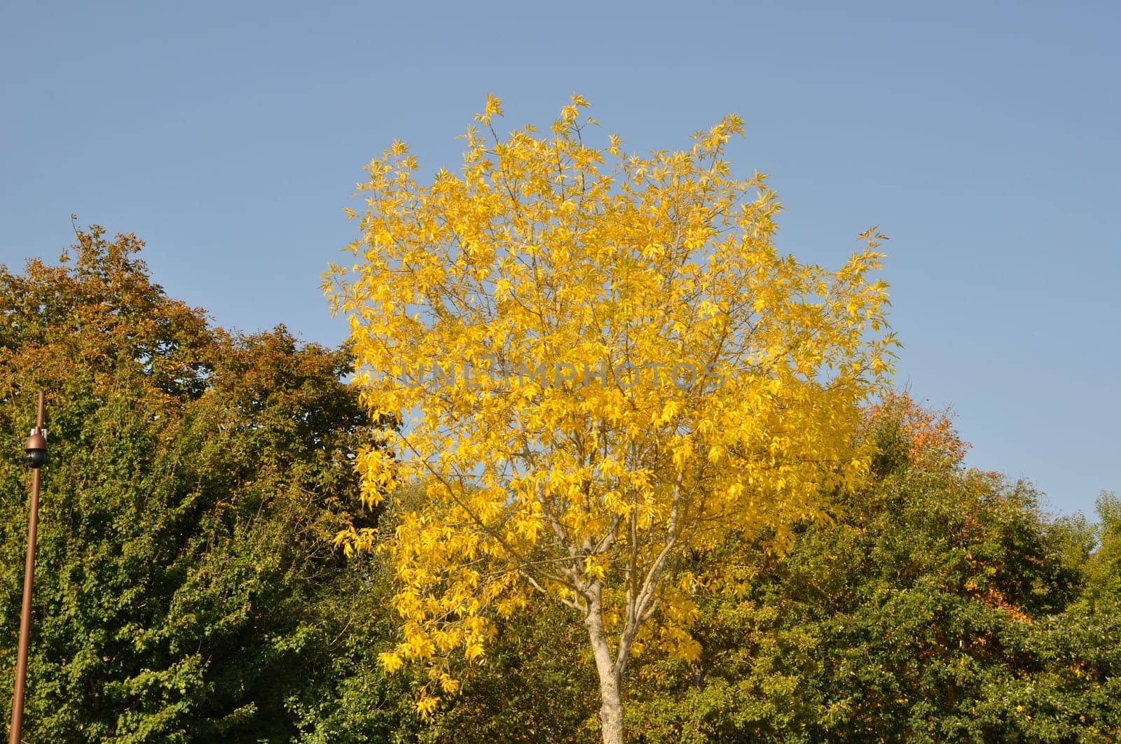 Tree in autumn colors in Normandy